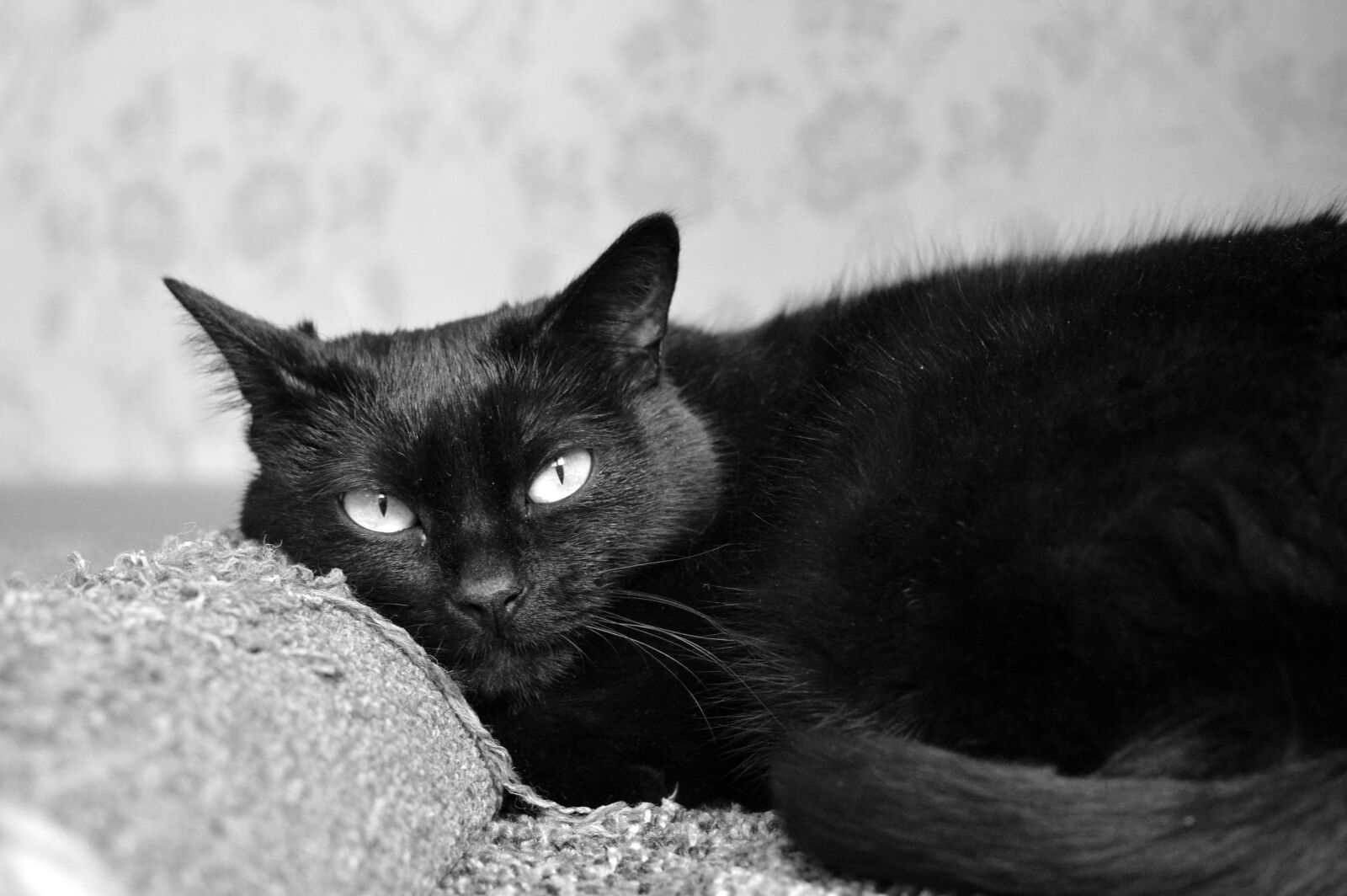 Nikon D3200 sample photo. Black cat, scratching posts photography