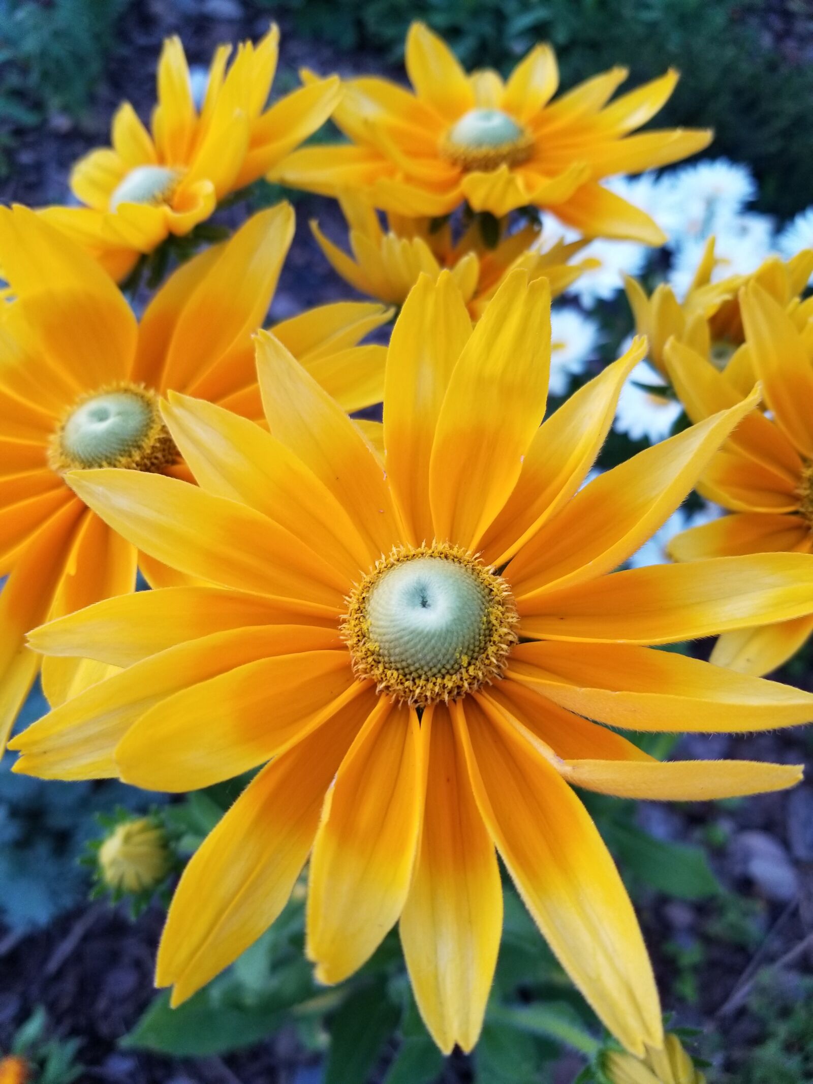 Samsung Galaxy S8 sample photo. Horticulture, botany, green eyes photography