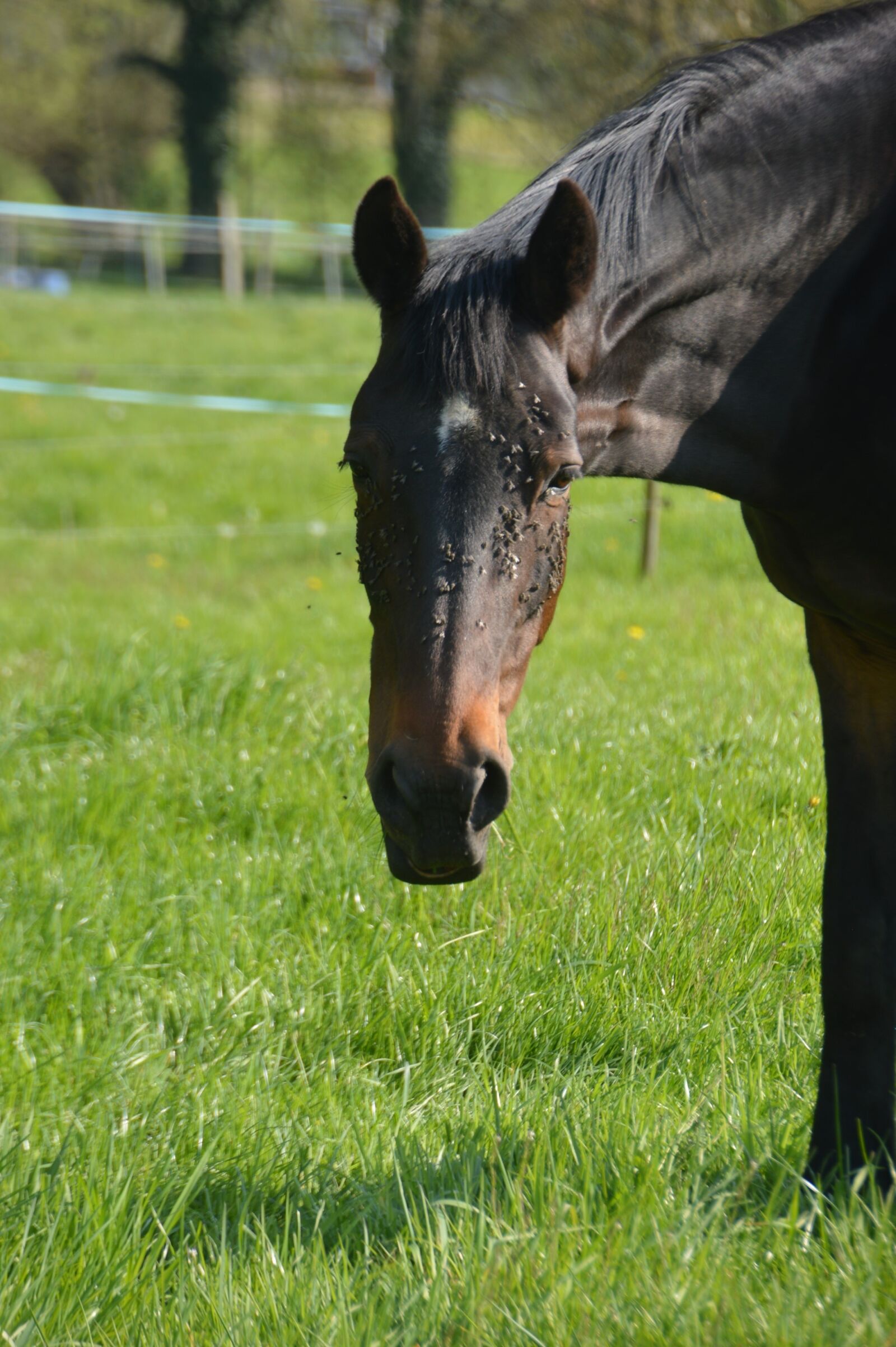 Nikon D3200 sample photo. Animal, mammal, horse photography