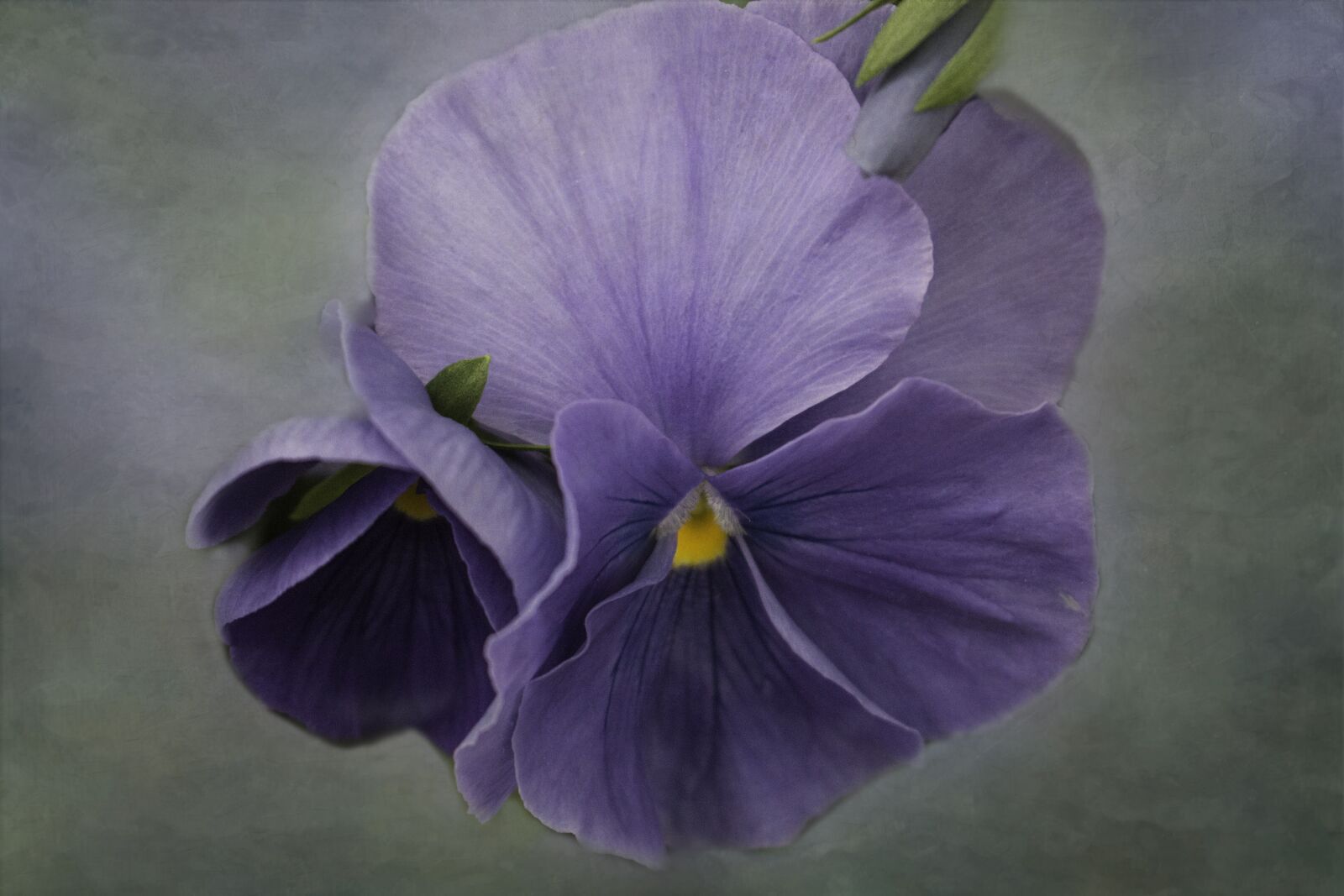 Canon EOS 70D sample photo. Purple, flower, petals photography