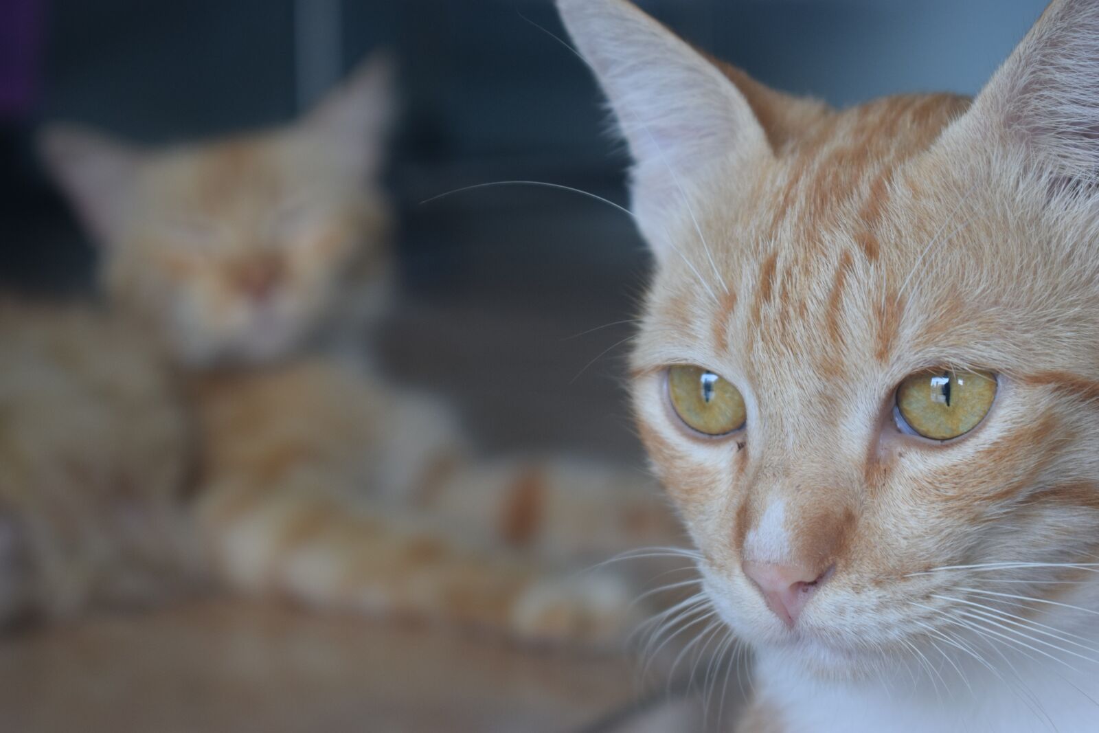 Nikon D3300 sample photo. Cat, pets, animals photography