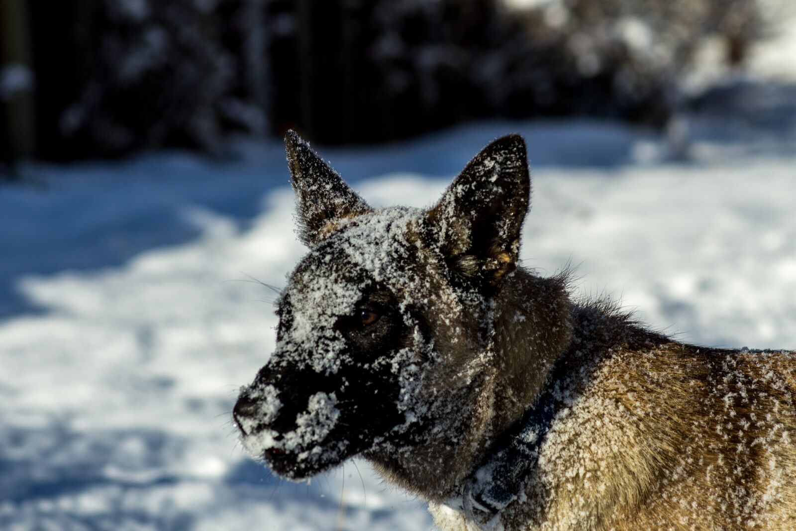 Canon EOS 1200D (EOS Rebel T5 / EOS Kiss X70 / EOS Hi) sample photo. Dog, winter, icing photography