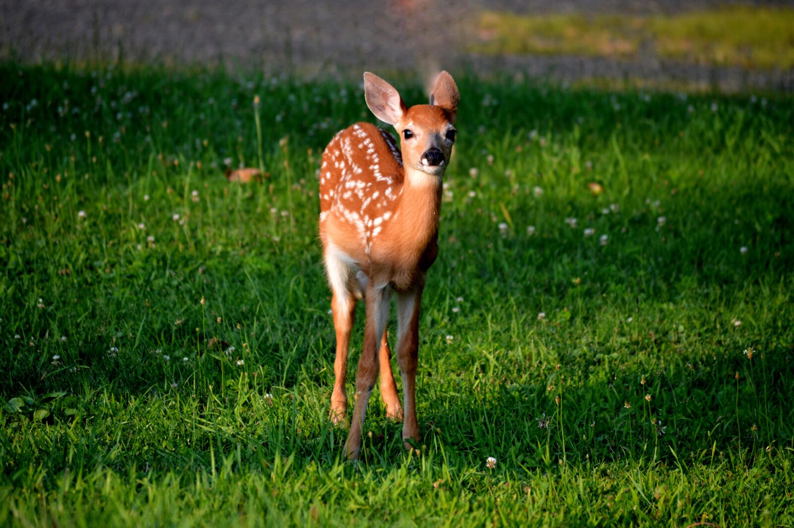 Nikon D3200 sample photo. Deer, floral deer, animal photography