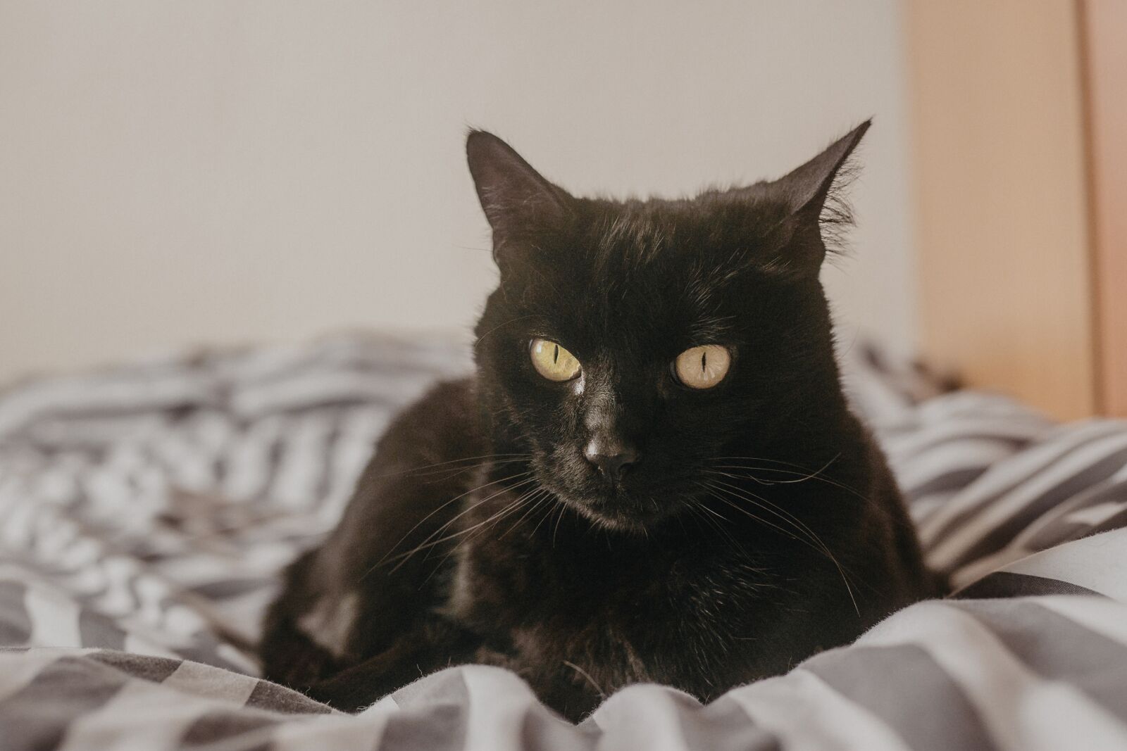 Canon EF 50mm F1.8 II sample photo. Cat, kitten, feline photography