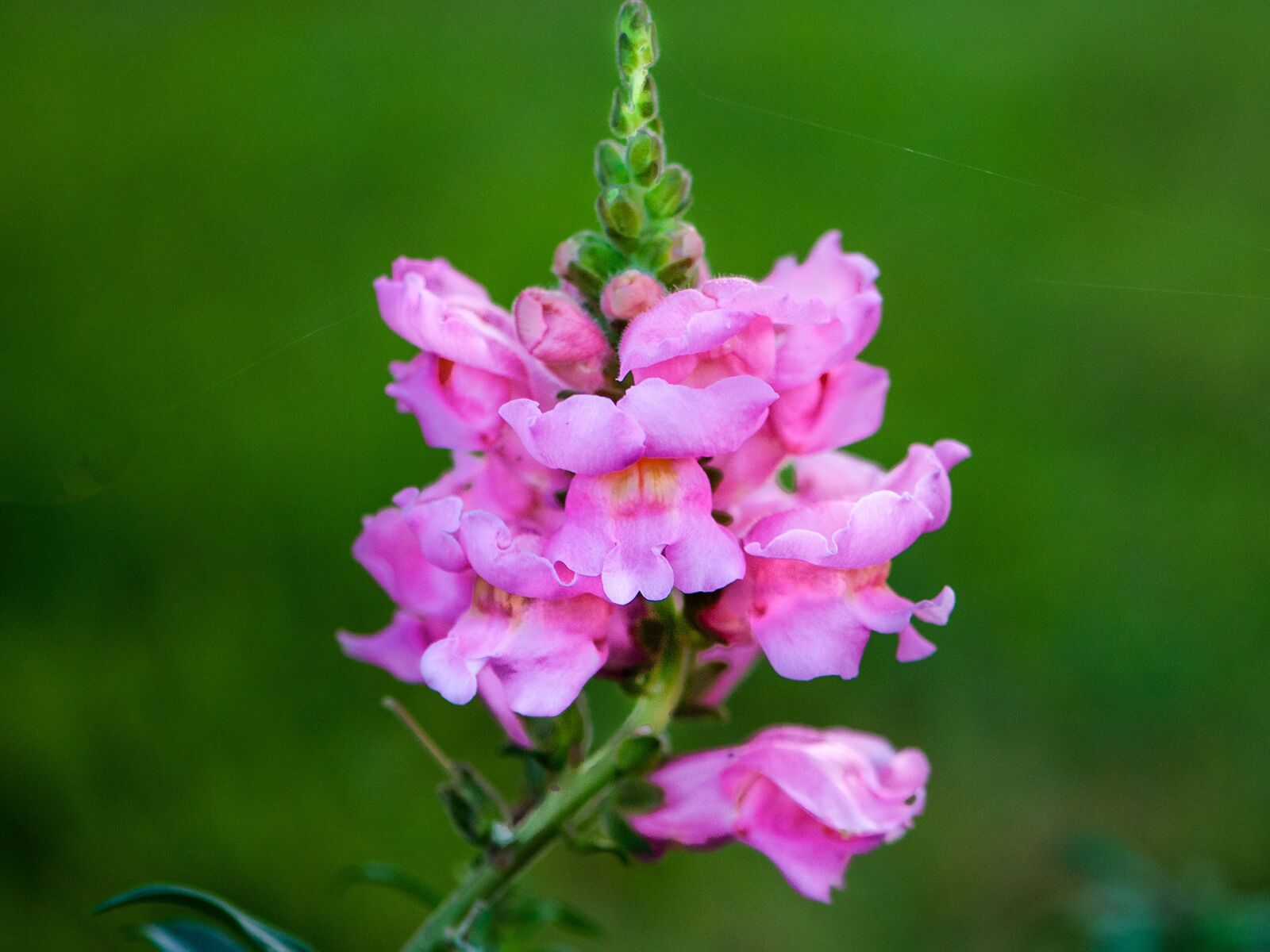 Nikon D300 sample photo. Pink, flower, natural photography