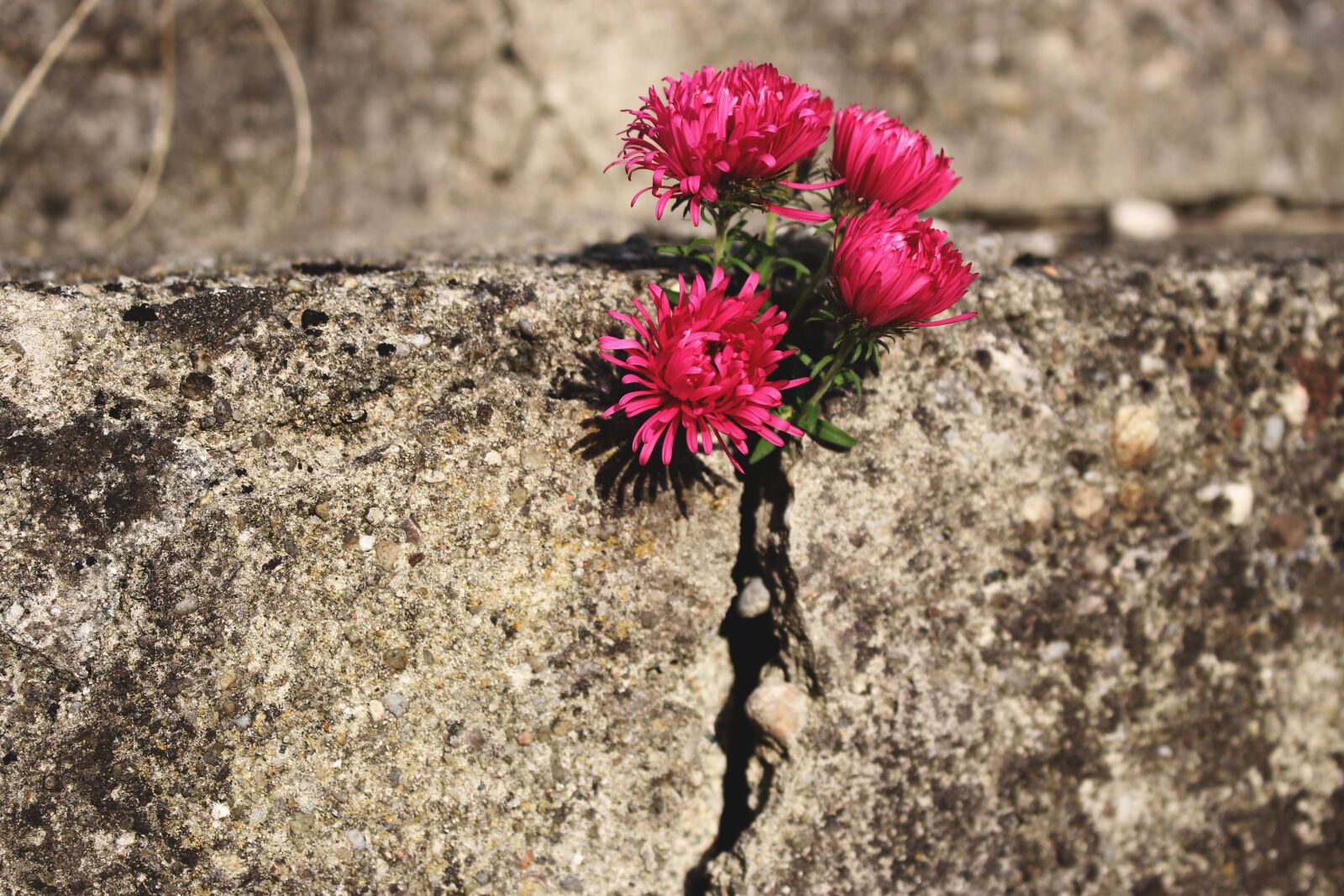 Canon EOS 700D (EOS Rebel T5i / EOS Kiss X7i) sample photo. Nature, flower, blossom photography