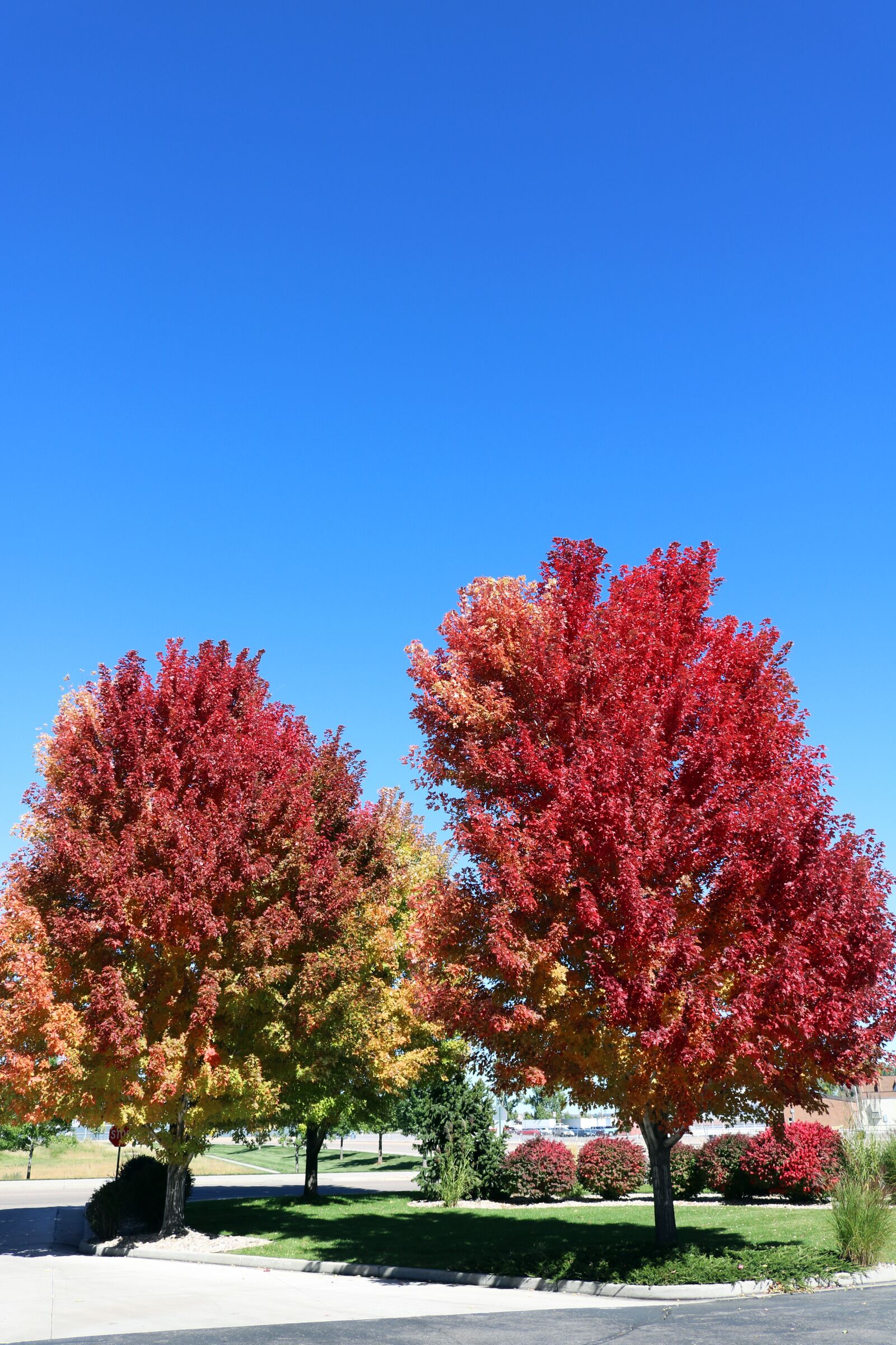 Canon EOS 750D (EOS Rebel T6i / EOS Kiss X8i) sample photo. Red leaves, red leaf photography