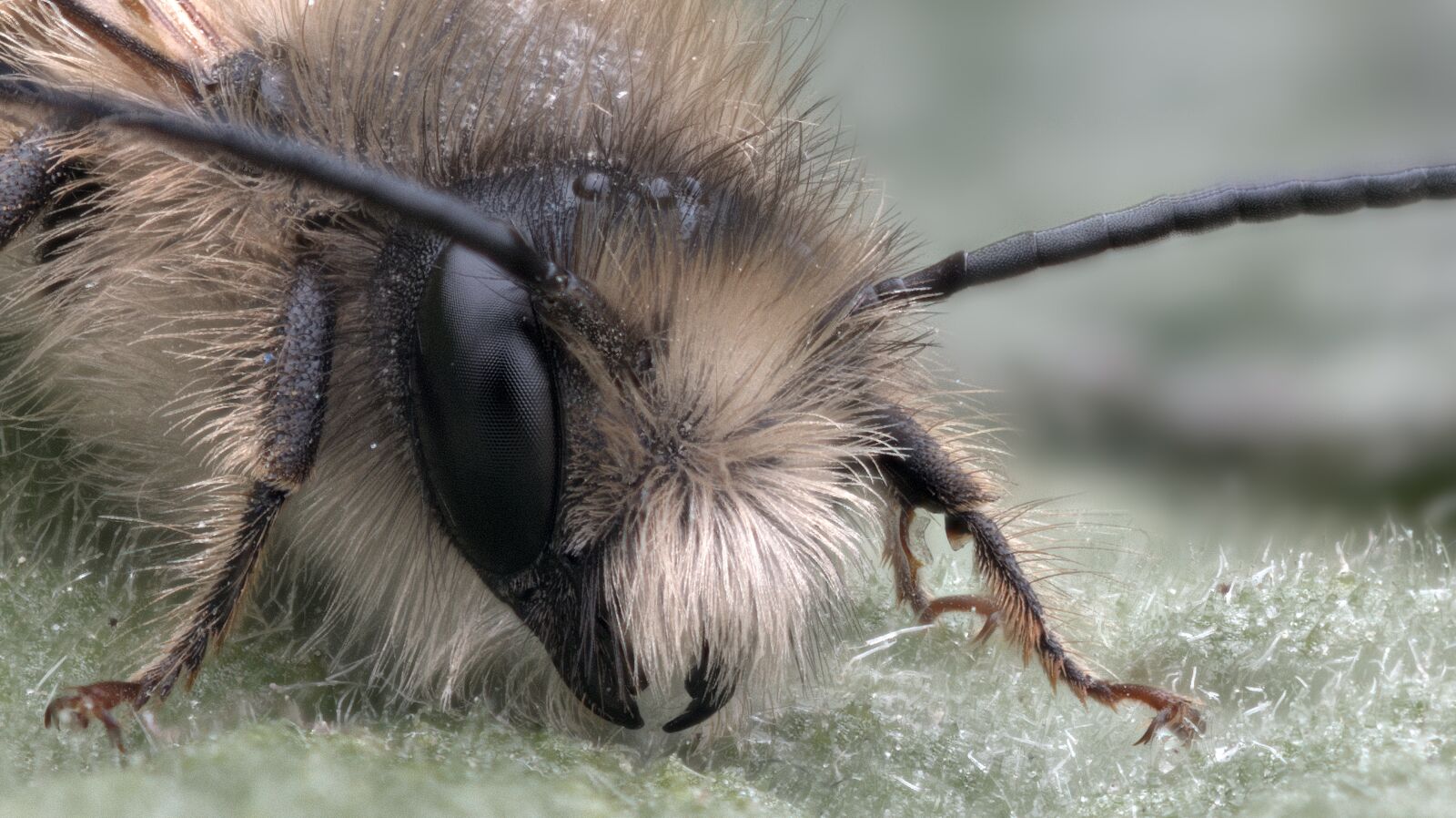 Nikon D850 sample photo. Bee, wild bee, insect photography
