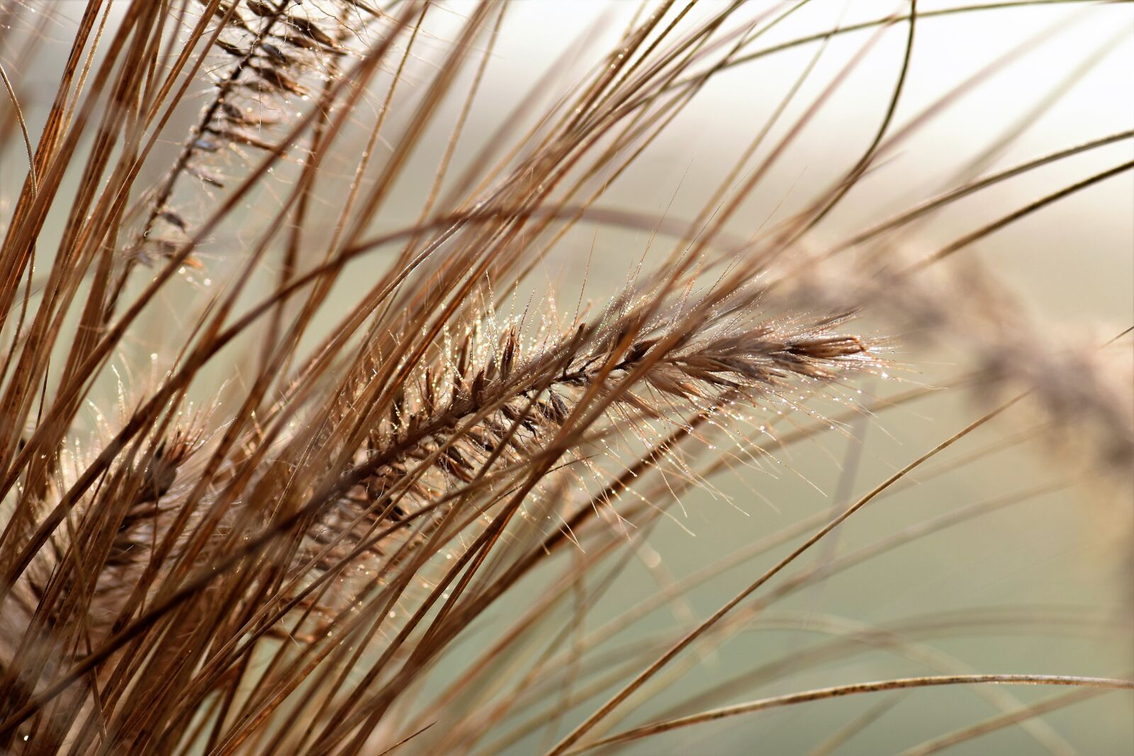 Nikon D5500 sample photo. Grass, meadow, backlighting photography