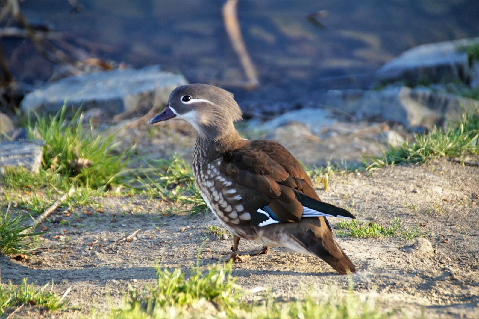 Sony SLT-A58 sample photo. Duck, mandarin, female photography