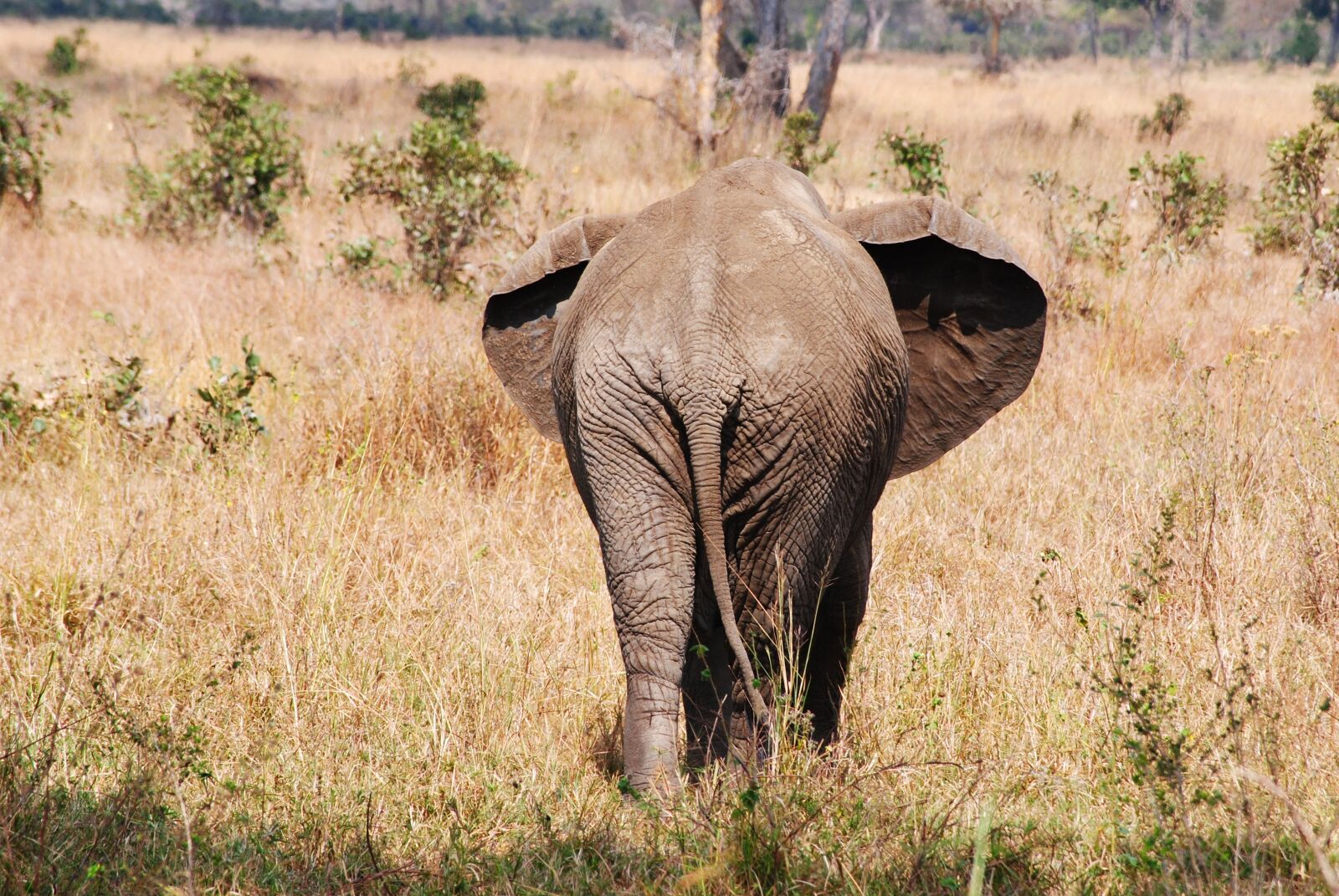 Nikon D3000 sample photo. Safari, tanzania, africa photography