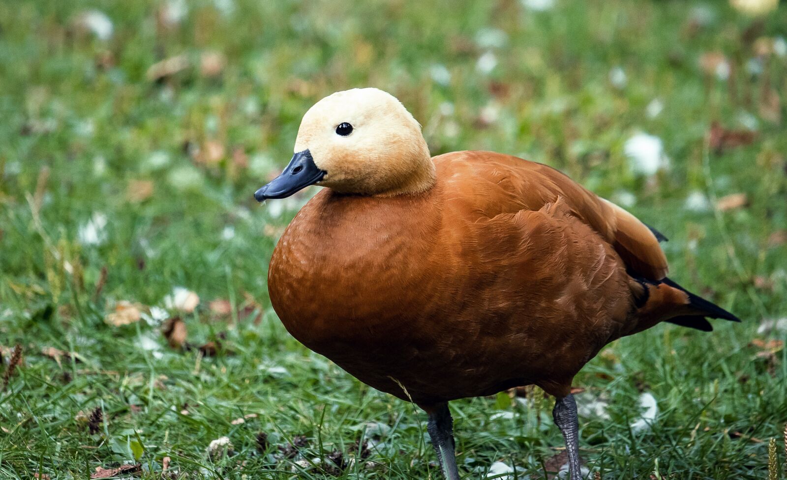 Canon EF-S 55-250mm F4-5.6 IS STM sample photo. Rust goose, goose, bird photography