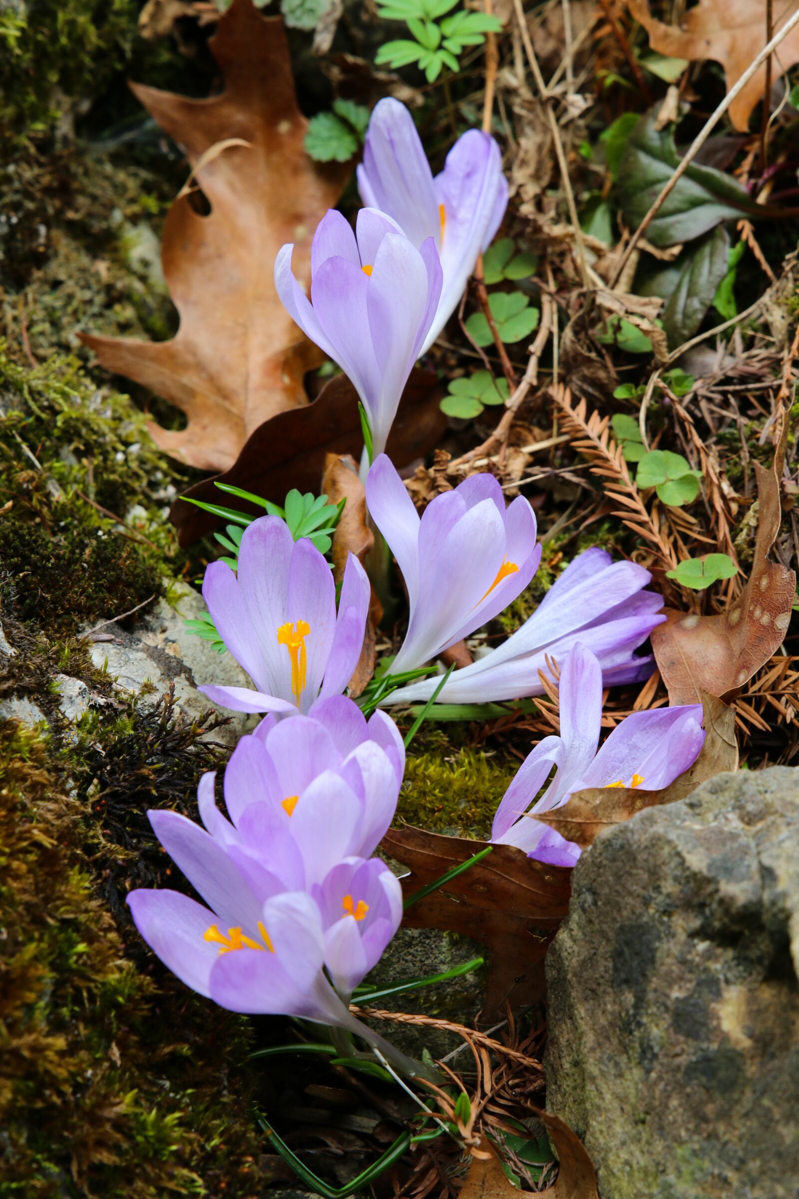 Canon EOS 70D sample photo. Crocus, spring, nature photography