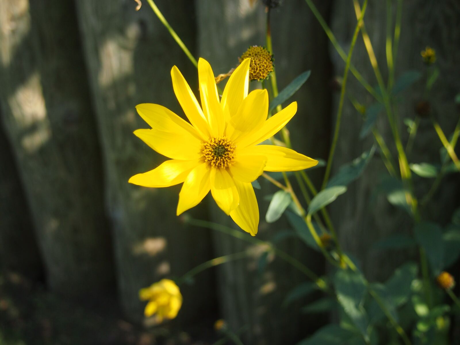 Olympus PEN E-PL3 sample photo. Yellow, flower, yellow flower photography