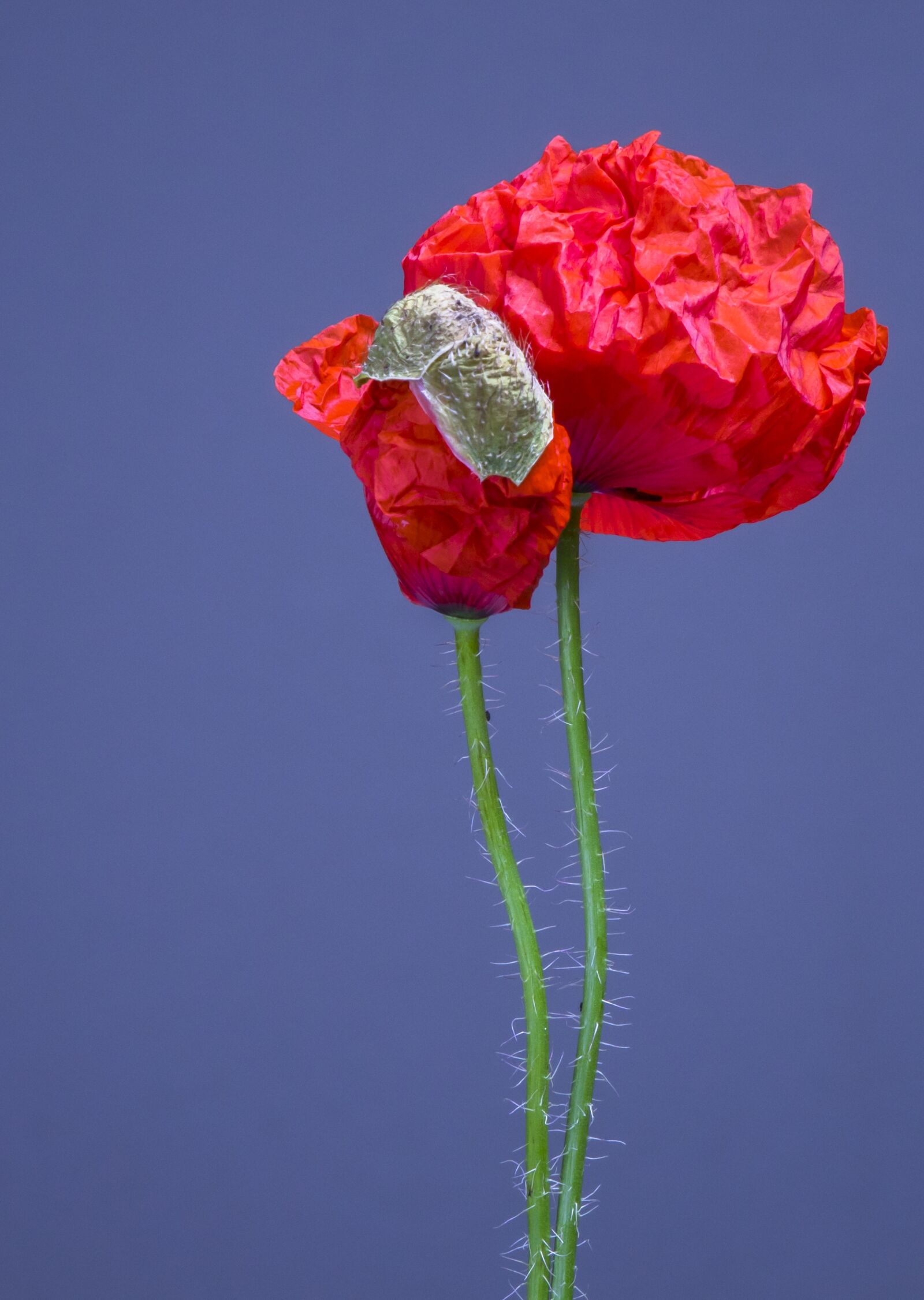 24-200mm F2.8 sample photo. Poppy, poppy flower, blossom photography