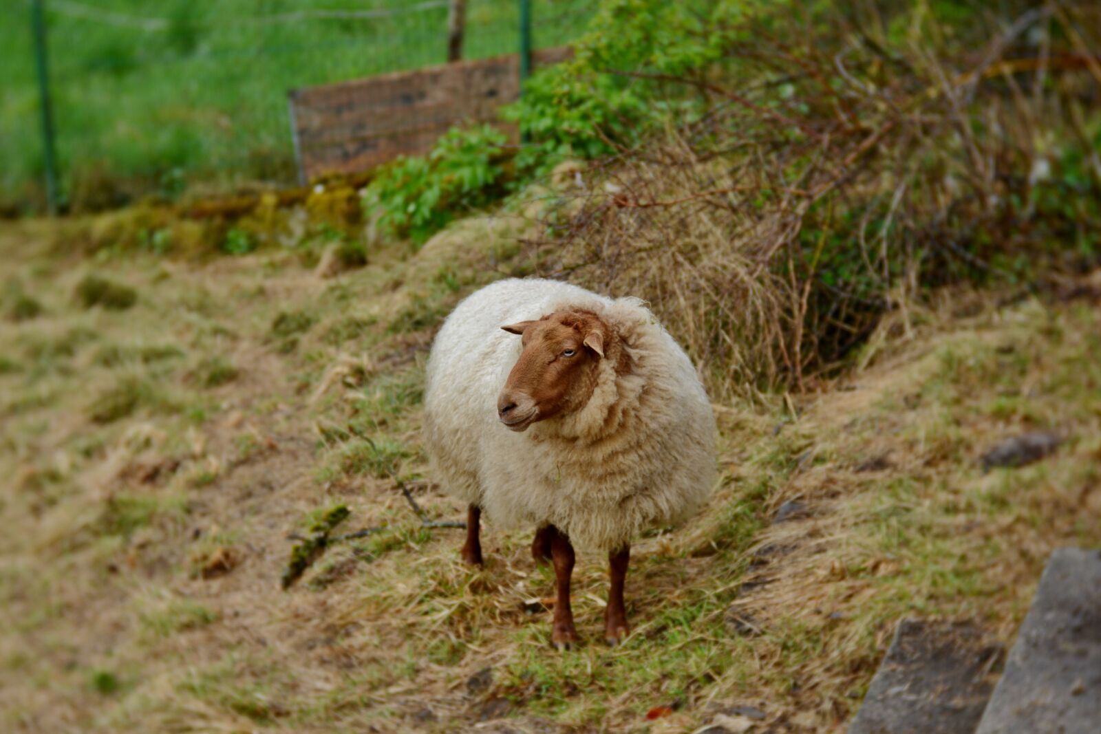 Nikon D600 sample photo. Sheep, wool, coat photography