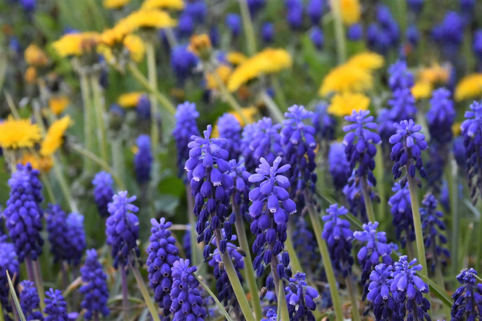 Nikon D7200 sample photo. Muscari, dandelion, blossom photography