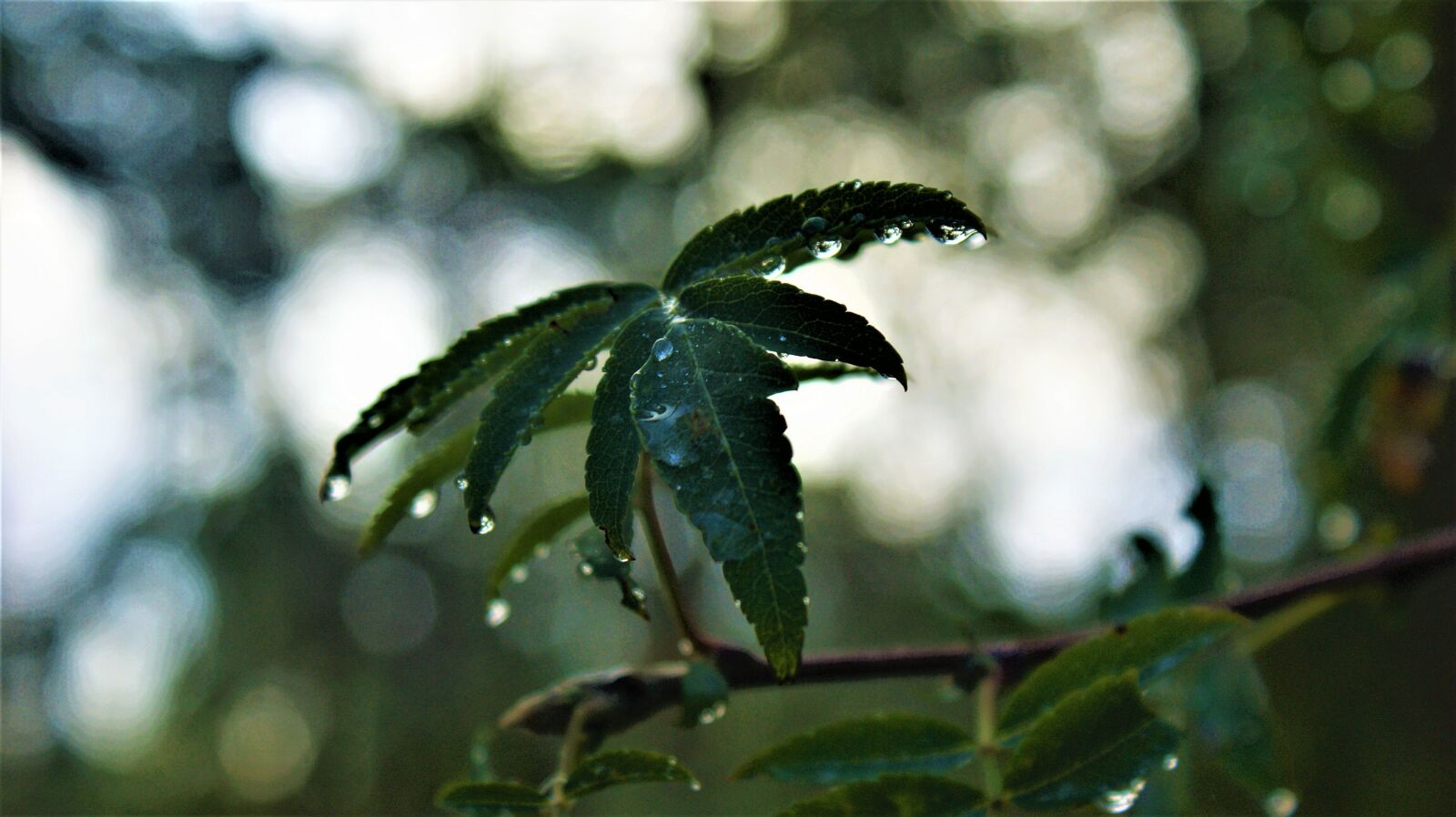 Sony Alpha DSLR-A350 sample photo. Forest, rain, drops photography