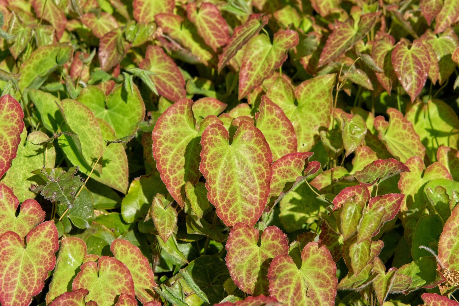 Nikon D7500 sample photo. Leaves, green, red photography