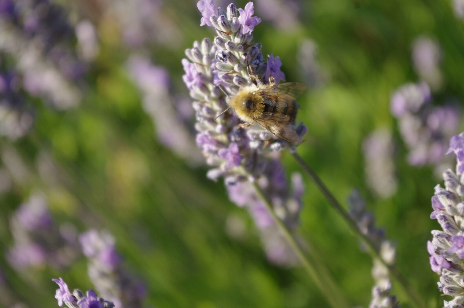 Pentax K-x sample photo. Bee, lavender, bumblebee photography