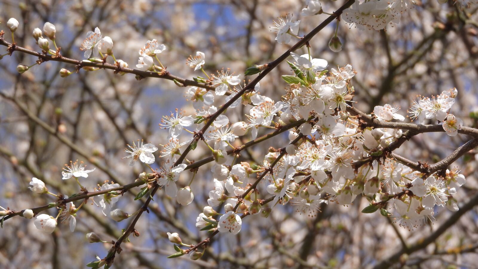 Nikon Coolpix P610 sample photo. White flowers, bush, twig photography