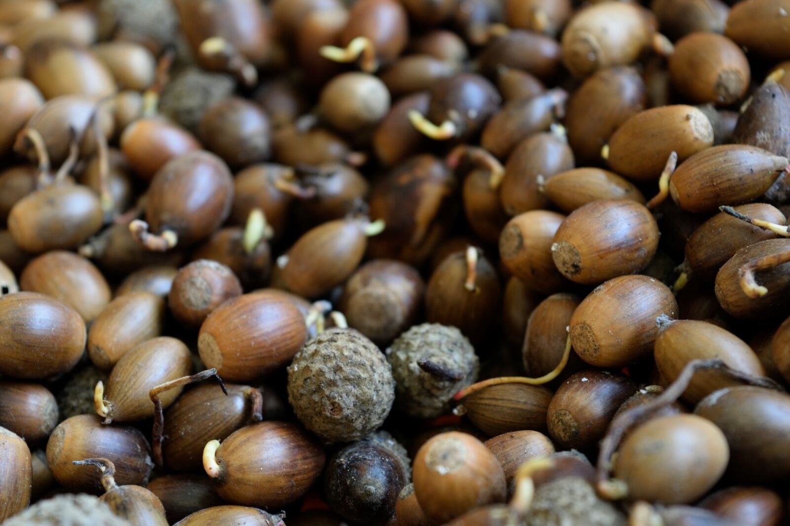 Nikon D3300 sample photo. Seed, bud, nature photography