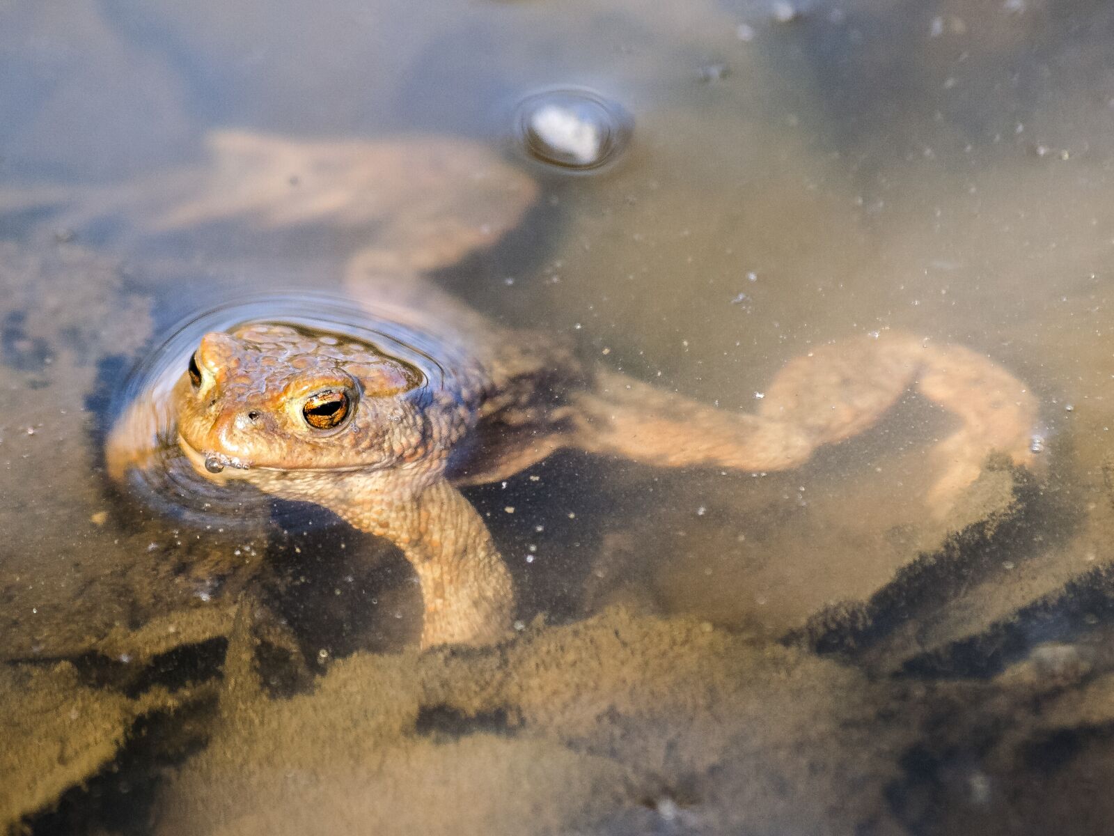 Olympus E-3 sample photo. Common toad, toad, amphibians photography