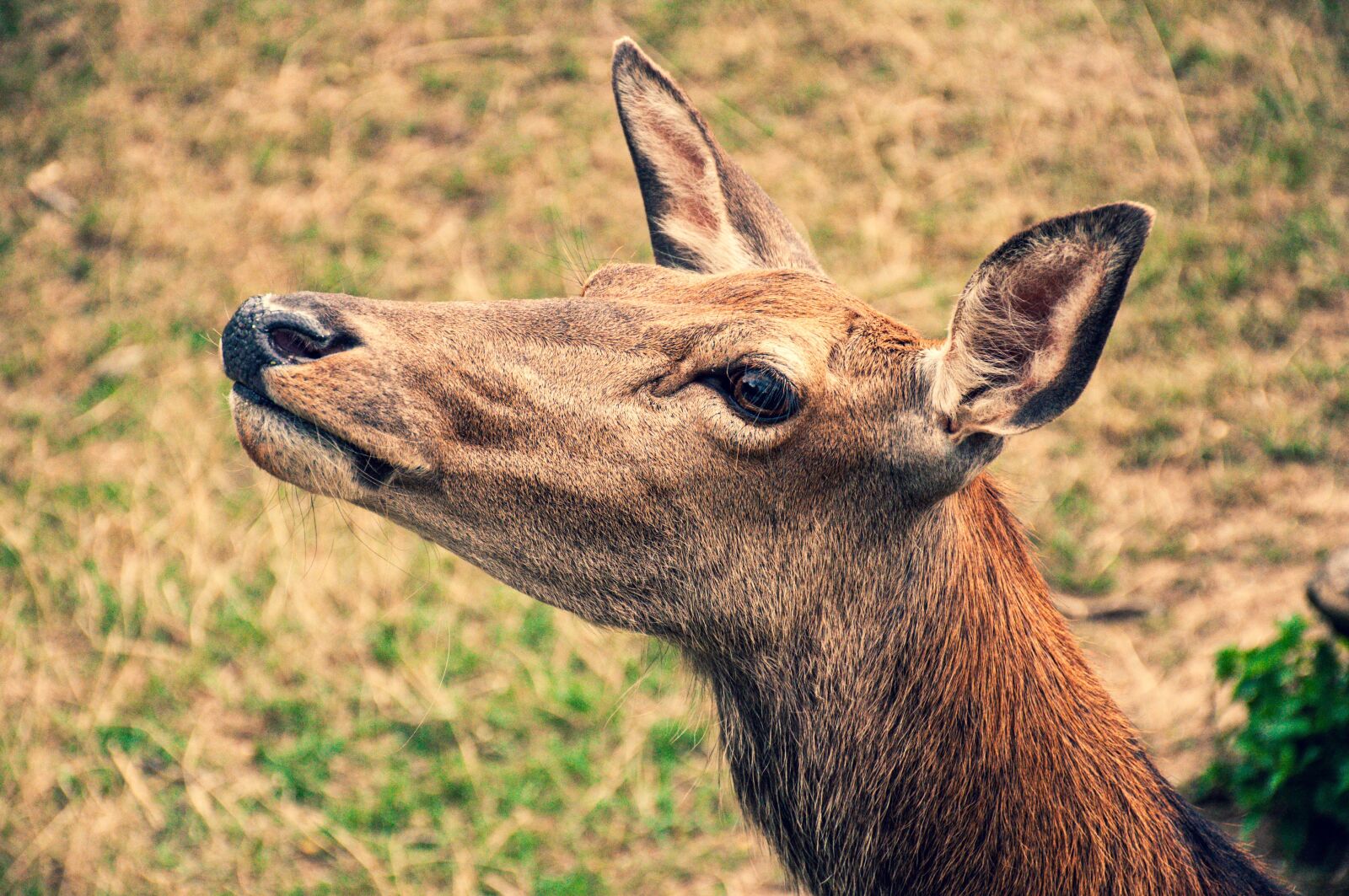 Nikon D90 sample photo. Roe deer, fawn deer photography