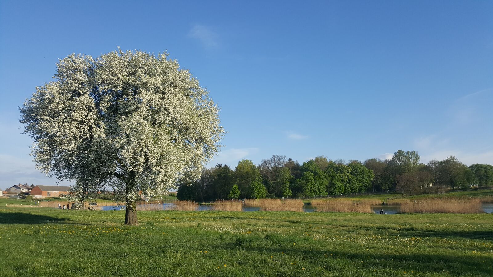 Samsung Galaxy S6 sample photo. Lake, tree, spring photography