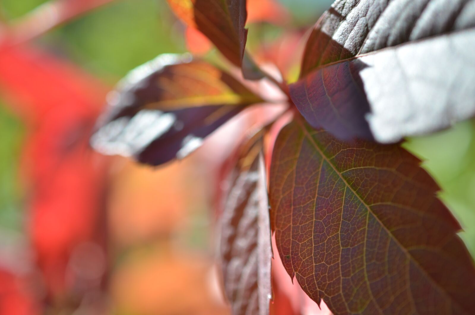 Nikon D7000 sample photo. Autumn, foliage, clear photography