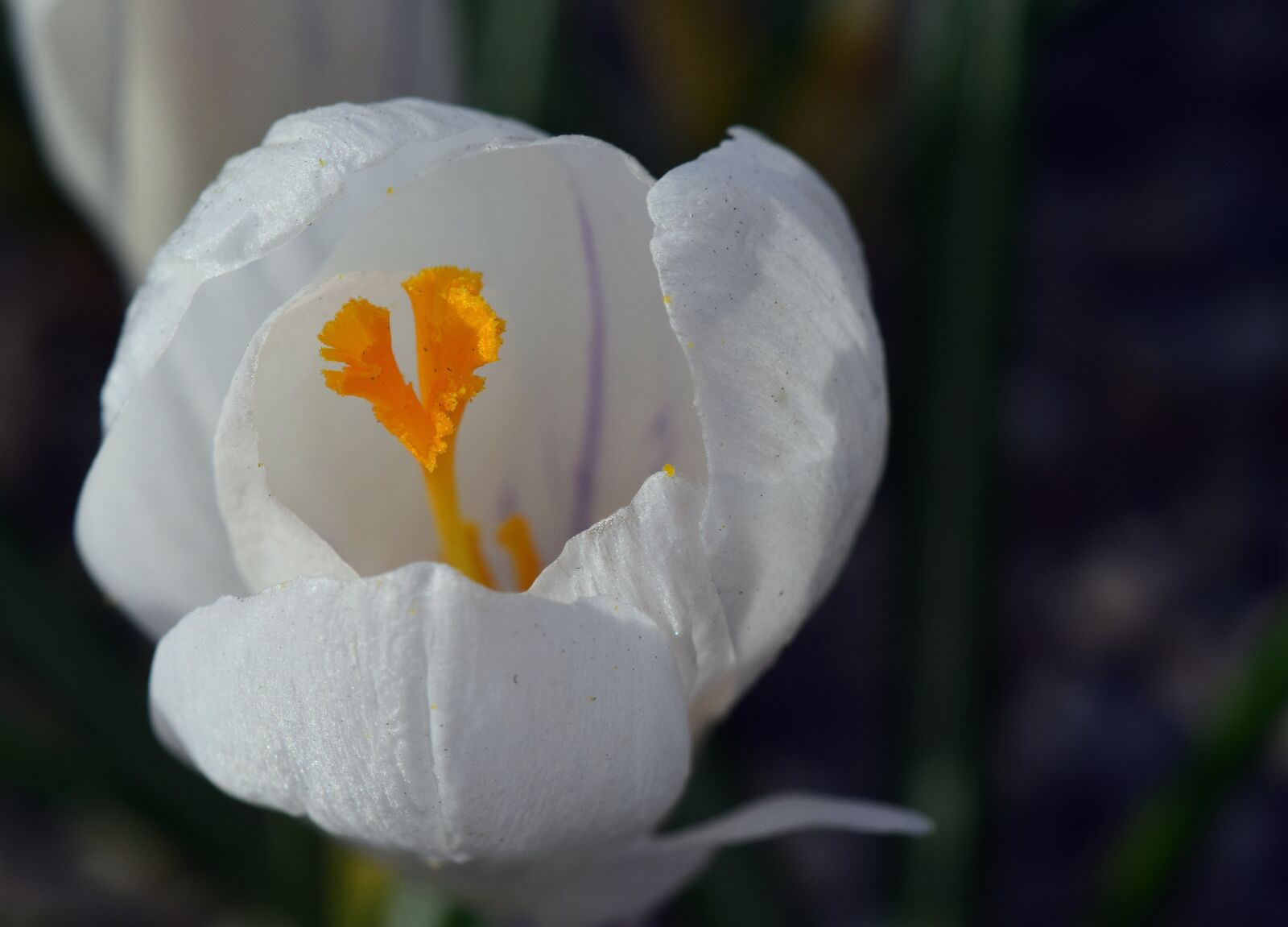 Nikon D3300 sample photo. Crocus, white, blossom photography