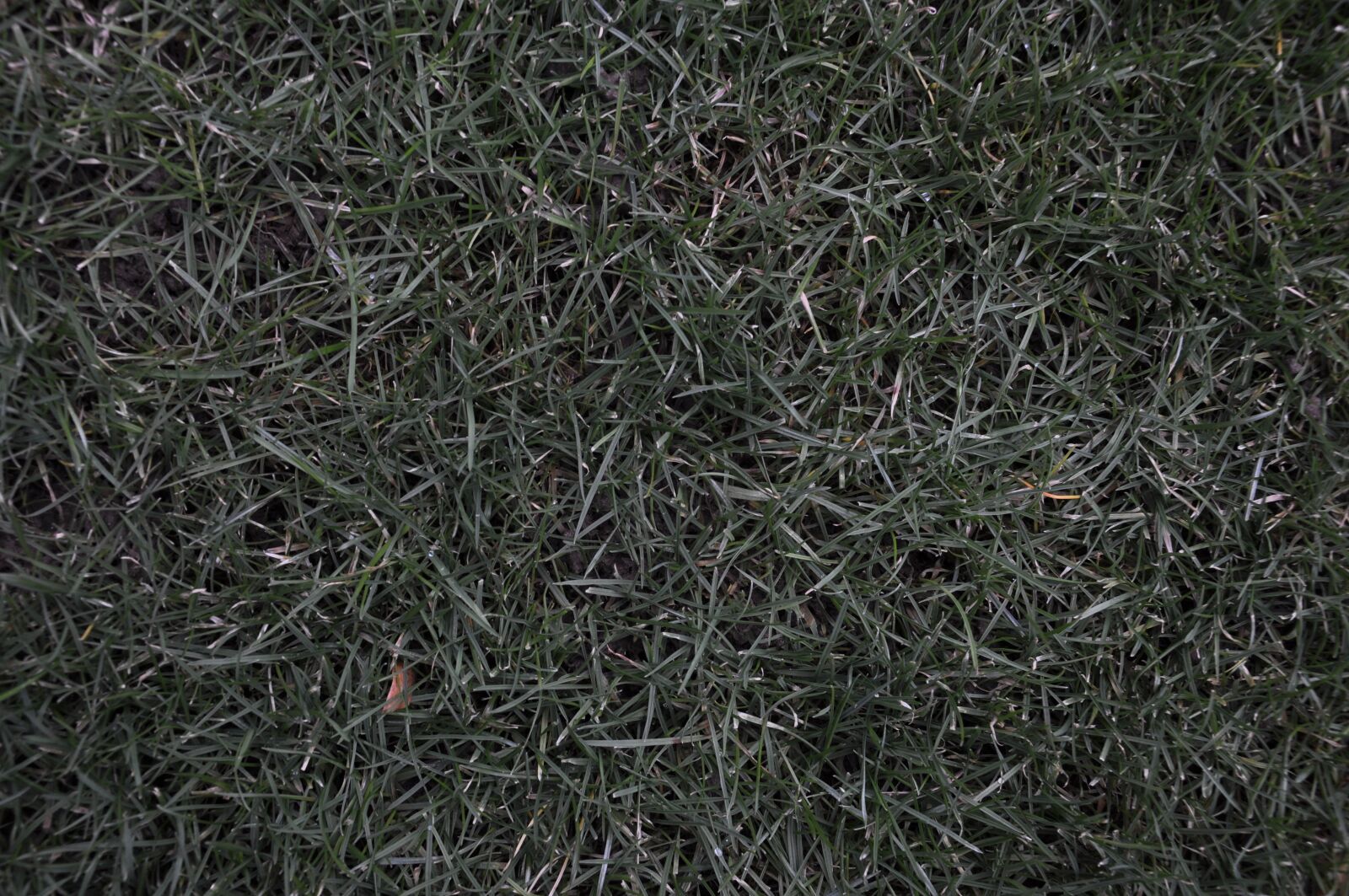 Nikon D90 sample photo. Grass, nature, rush photography