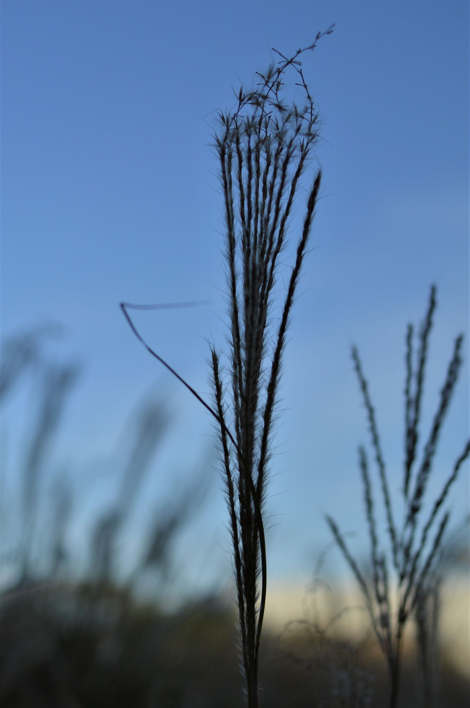 Nikon D3200 sample photo. Weed, floral, plant photography