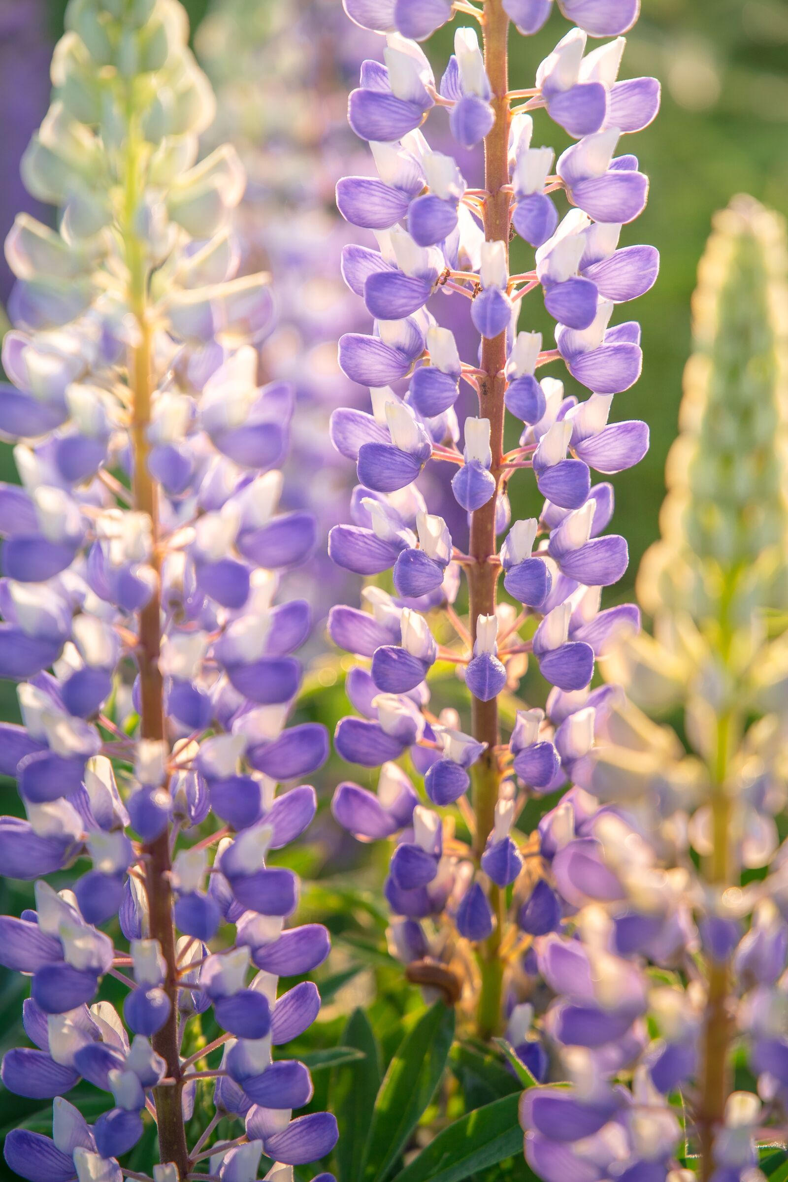 Canon EOS 6D + Canon EF 24-105mm F3.5-5.6 IS STM sample photo. Field, lupine, plant photography
