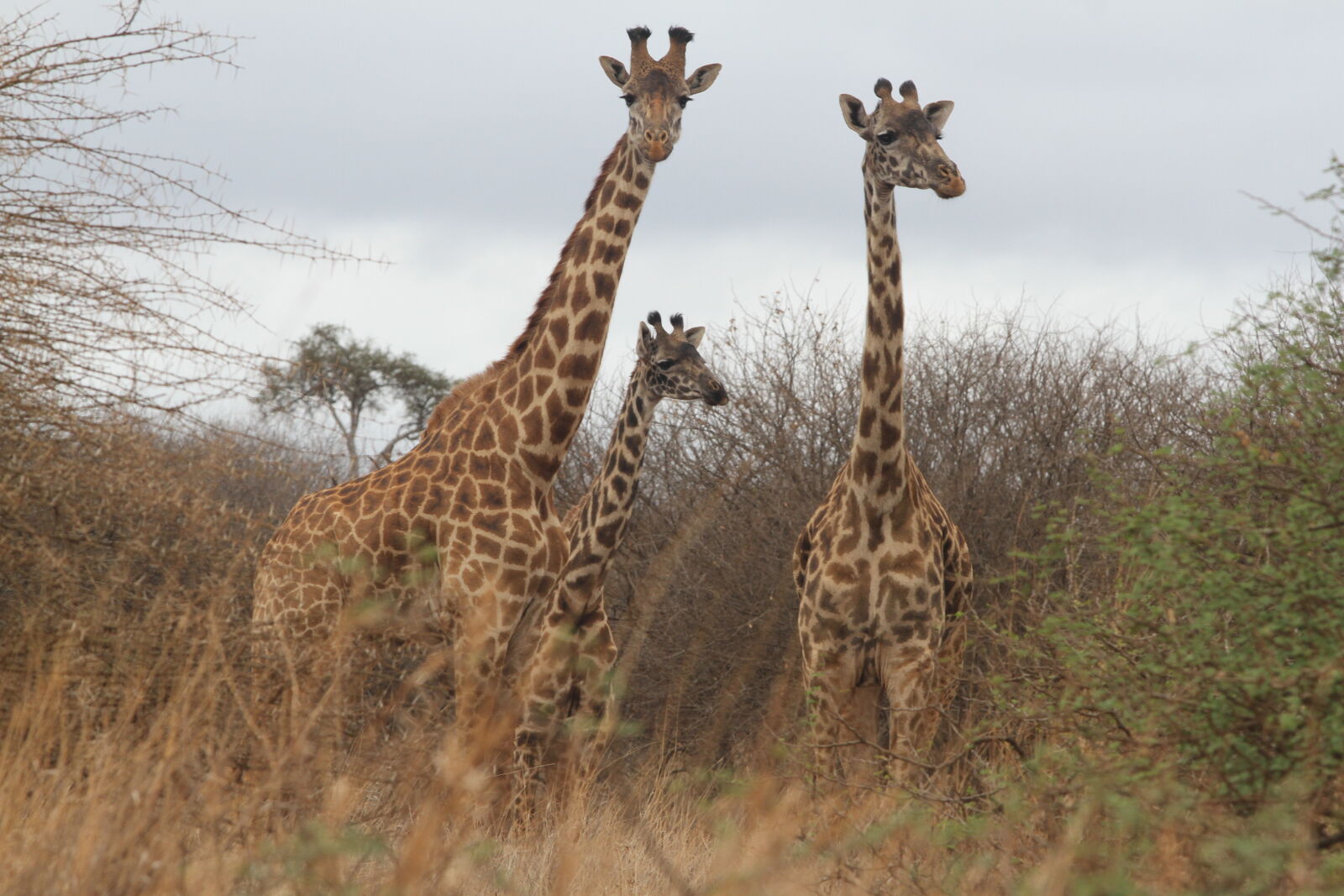 Canon EOS 7D + Canon EF 70-200mm F2.8L USM sample photo. African, giraffes, amboseli, national photography
