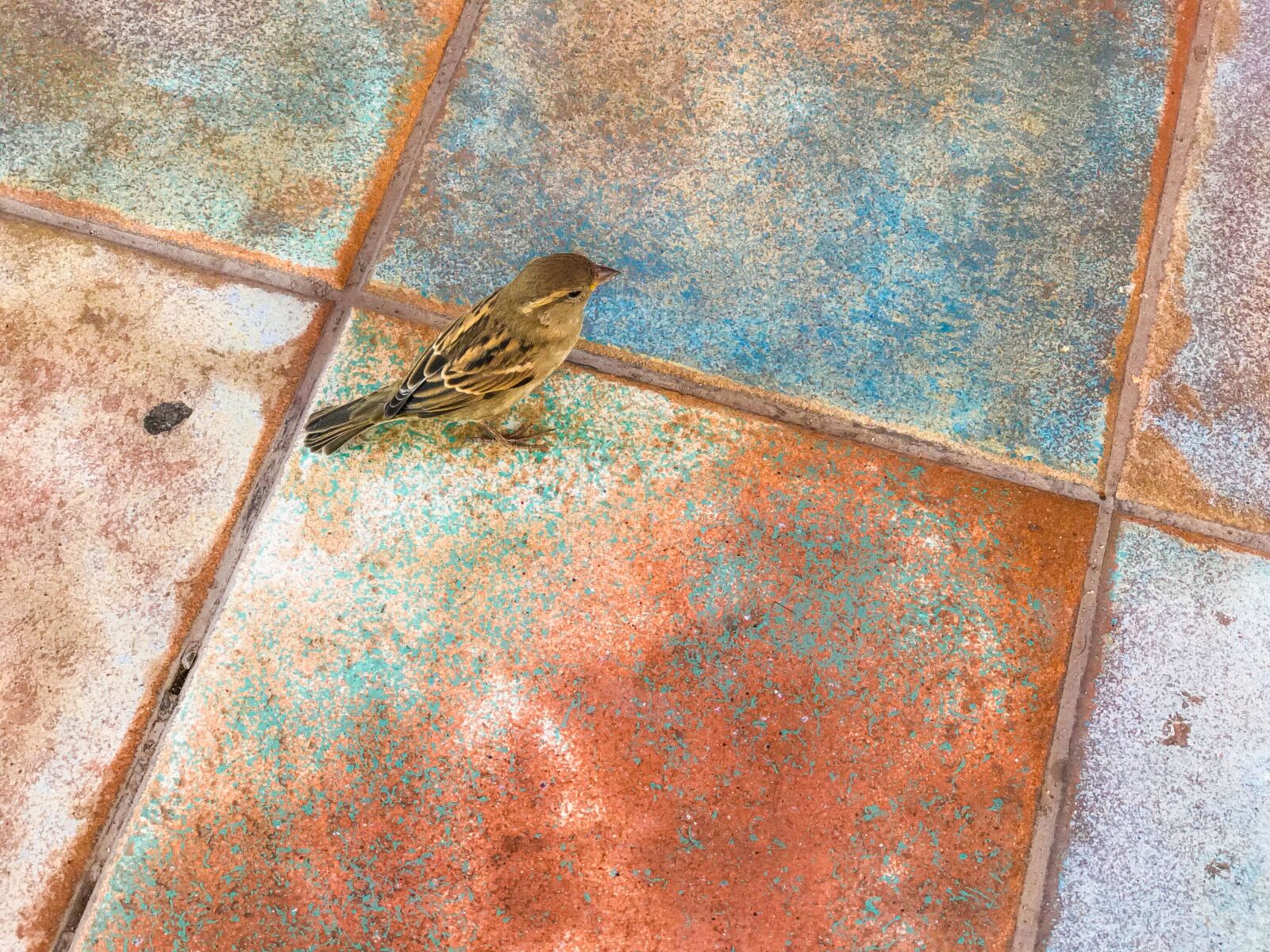 Apple iPhone 7 Plus sample photo. Bird, mosaic, tile photography