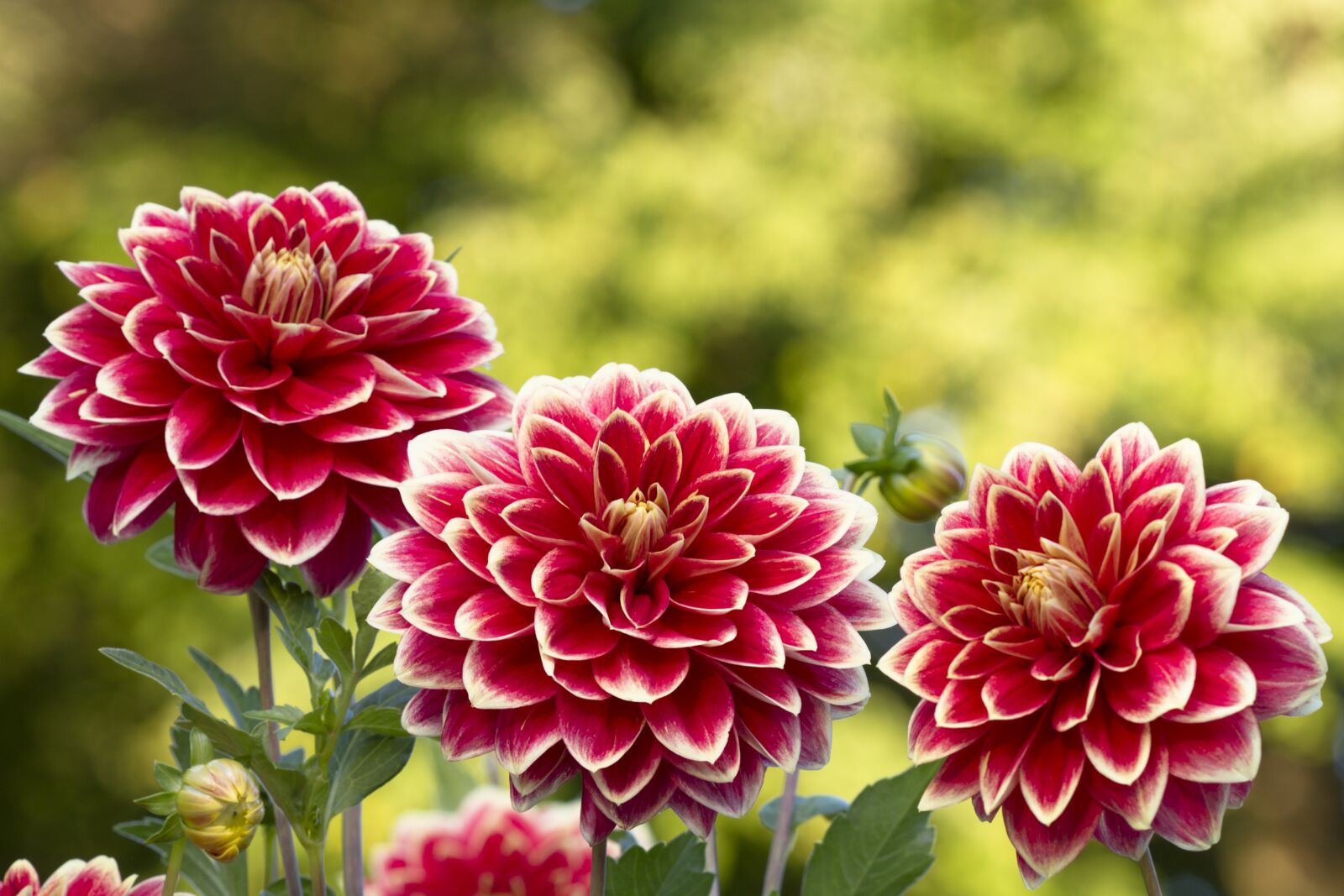 Canon EOS 7D sample photo. Dahlia, blossom, bloom photography