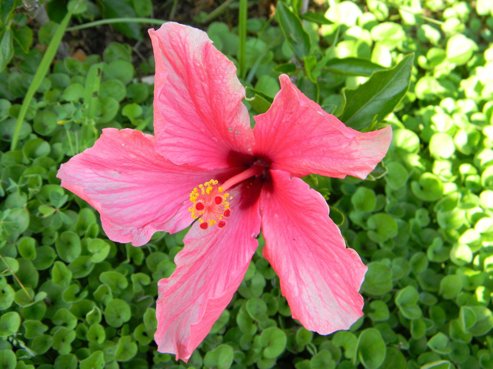 Nikon Coolpix L110 sample photo. Flower, flowers, pink photography