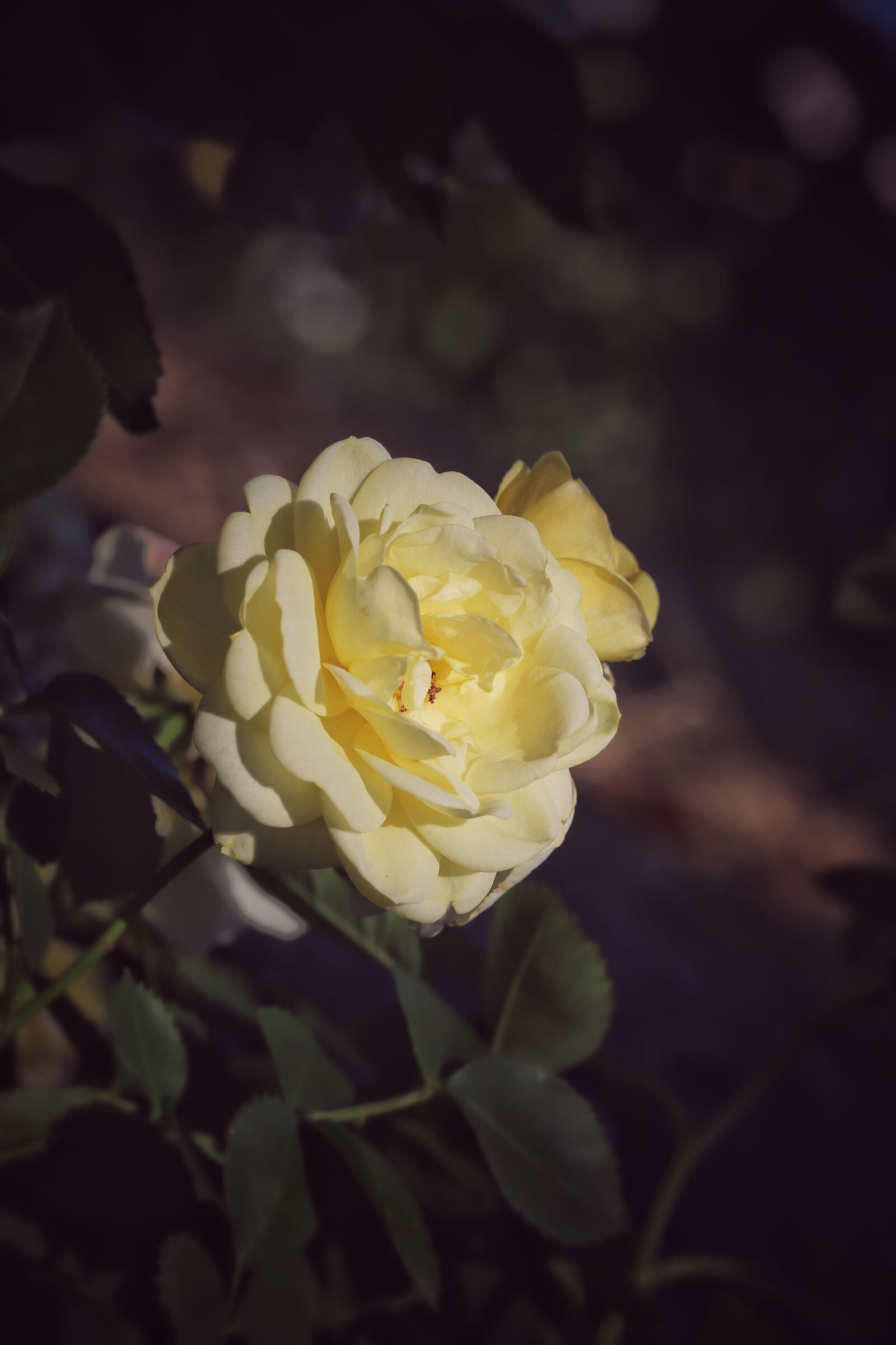 Canon EF 100mm F2.8L Macro IS USM sample photo. Rose, macro, flower photography