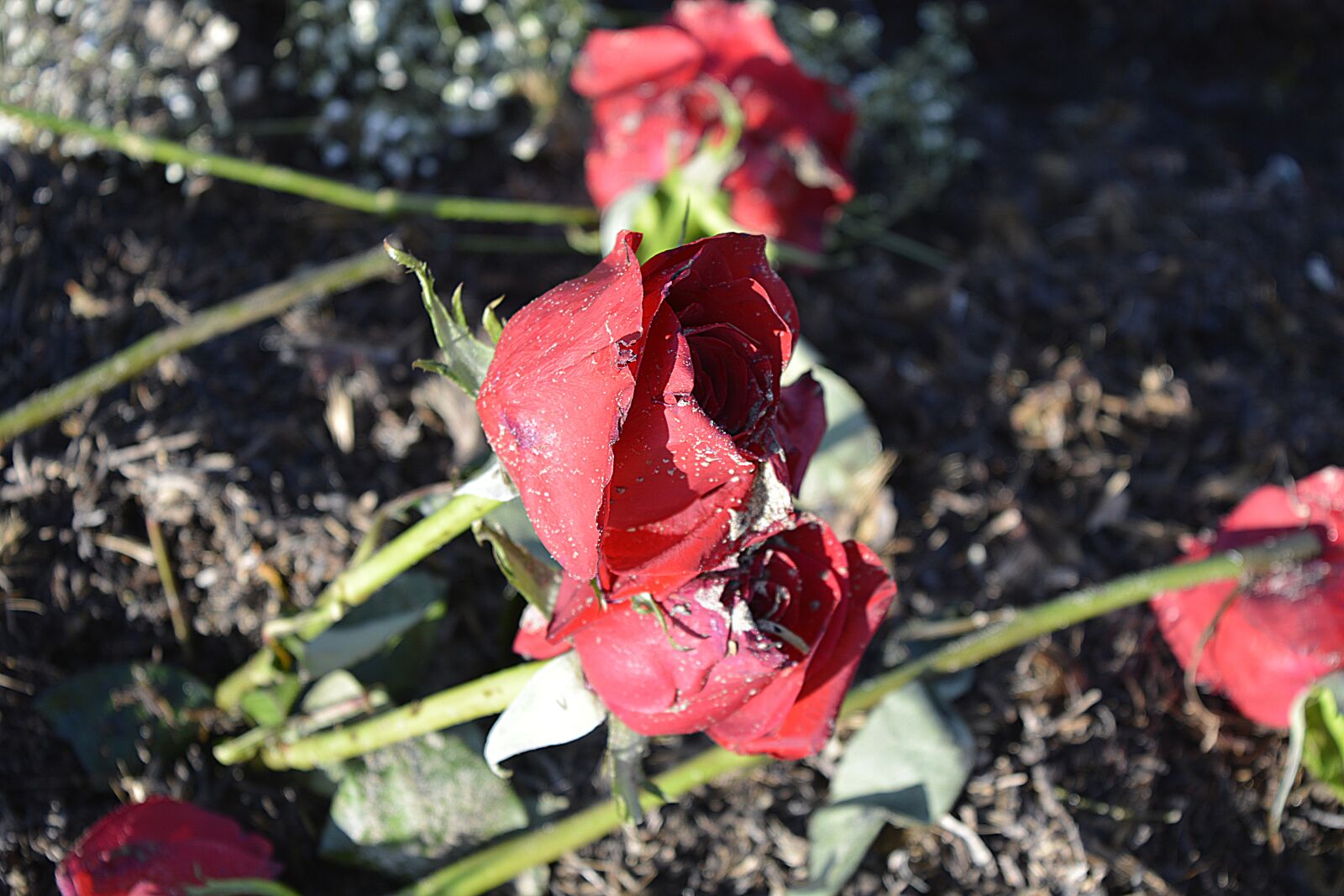 Nikon D5200 sample photo. Flower, nature, plant photography