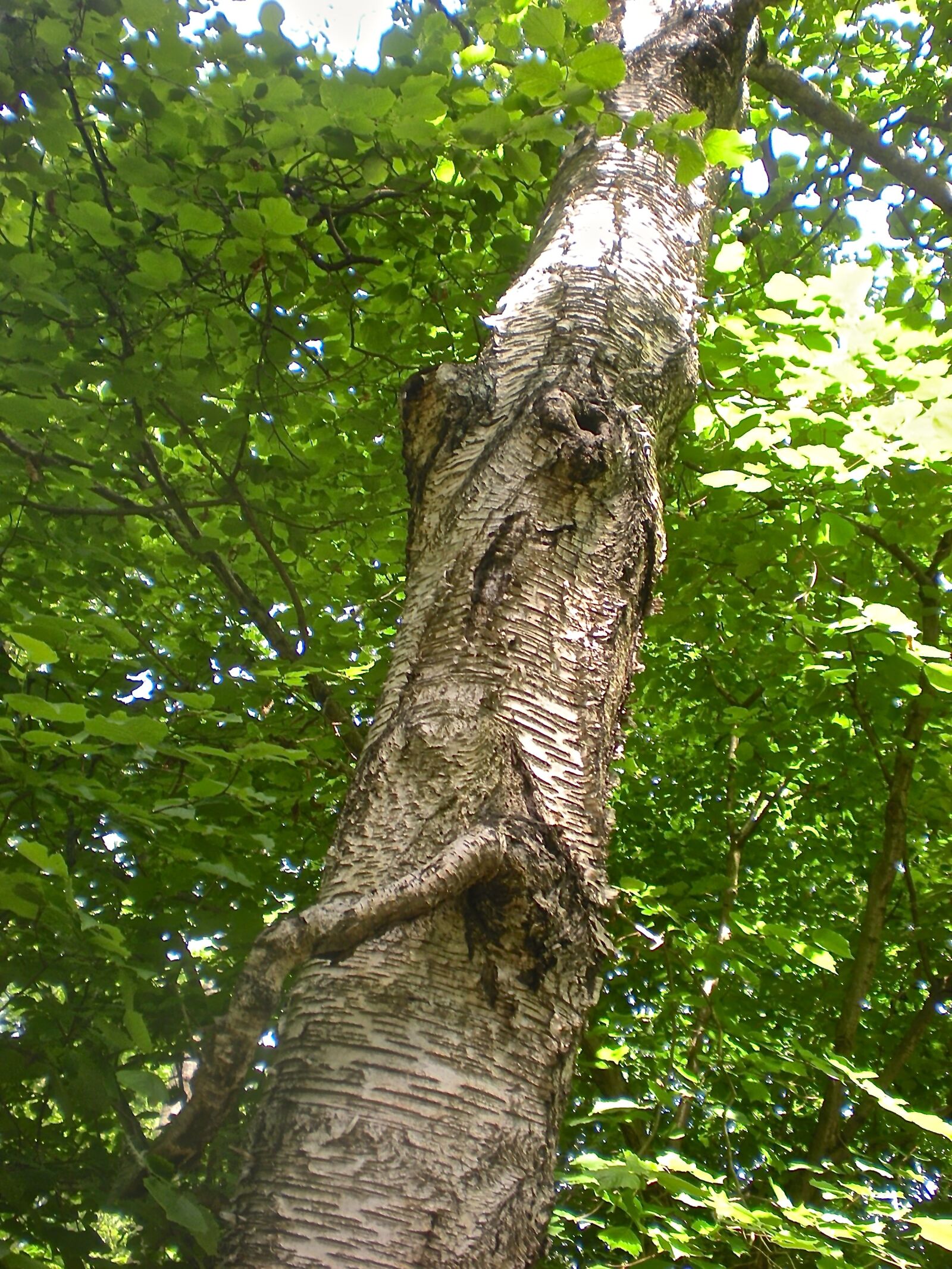 Nikon Coolpix S210 sample photo. Tree, forest, bark photography