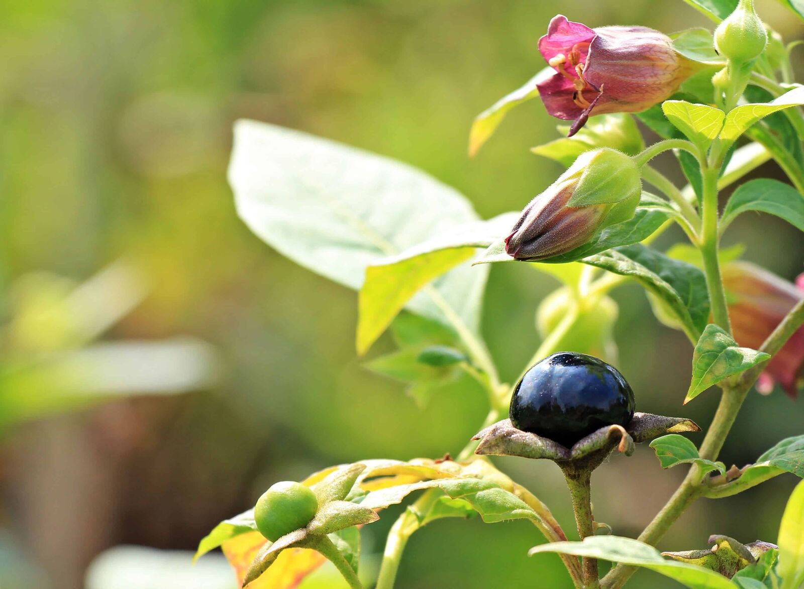 Canon EOS 550D (EOS Rebel T2i / EOS Kiss X4) sample photo. Shrub, nature, leaf, fruit photography