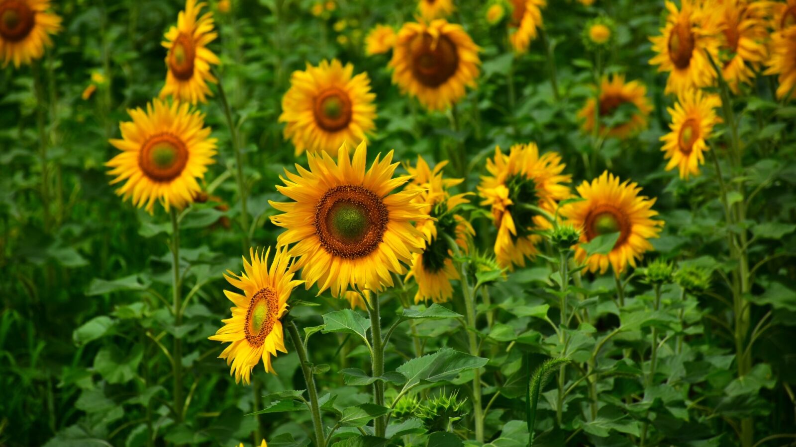 Nikon D7200 sample photo. Sunflower, summer, healthy photography
