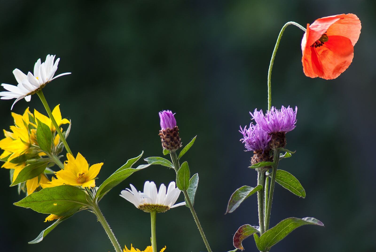 Nikon D3000 sample photo. Wild flower, nature, flowers photography