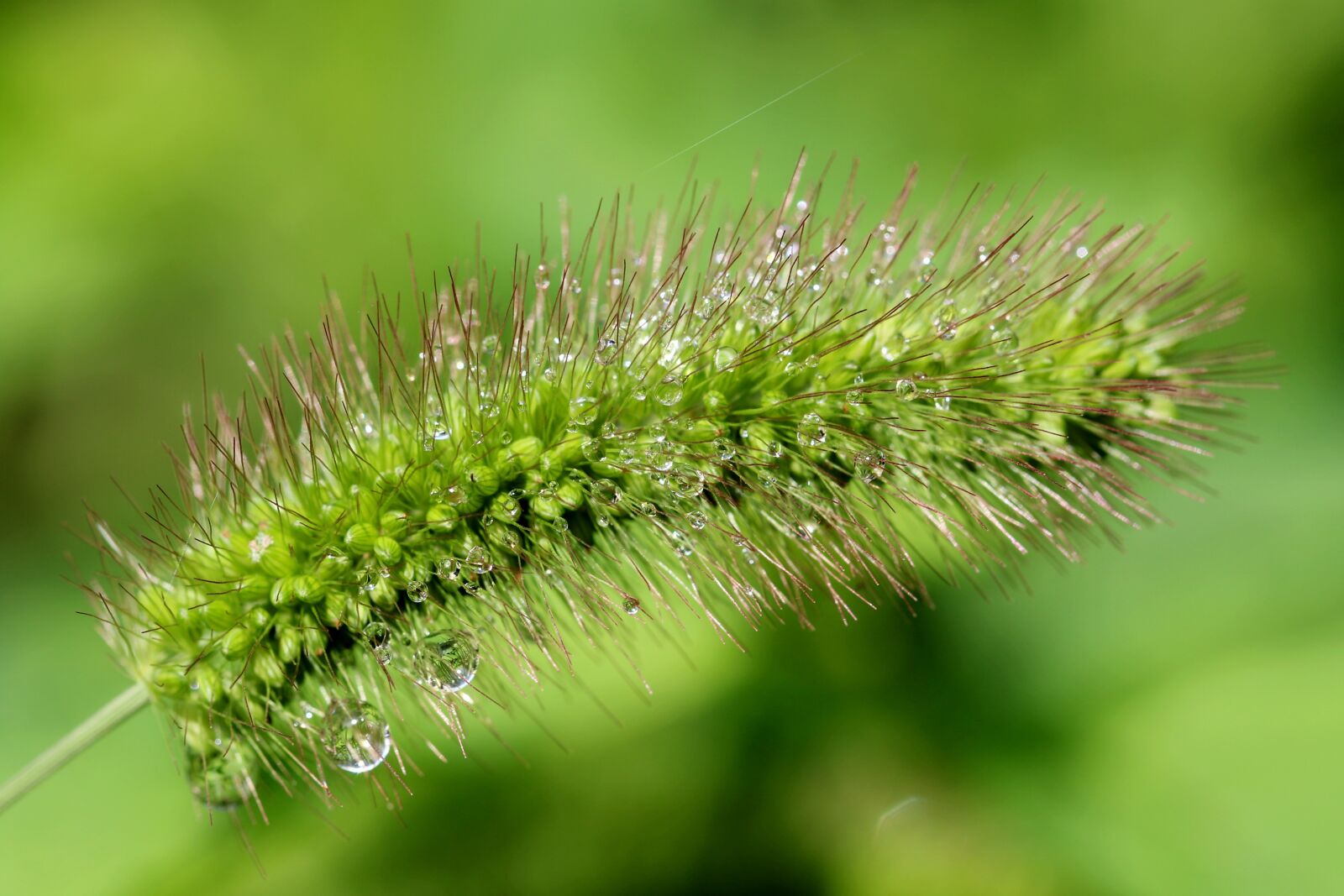 Canon EOS 7D Mark II sample photo. Pool, foxtail, nature photography