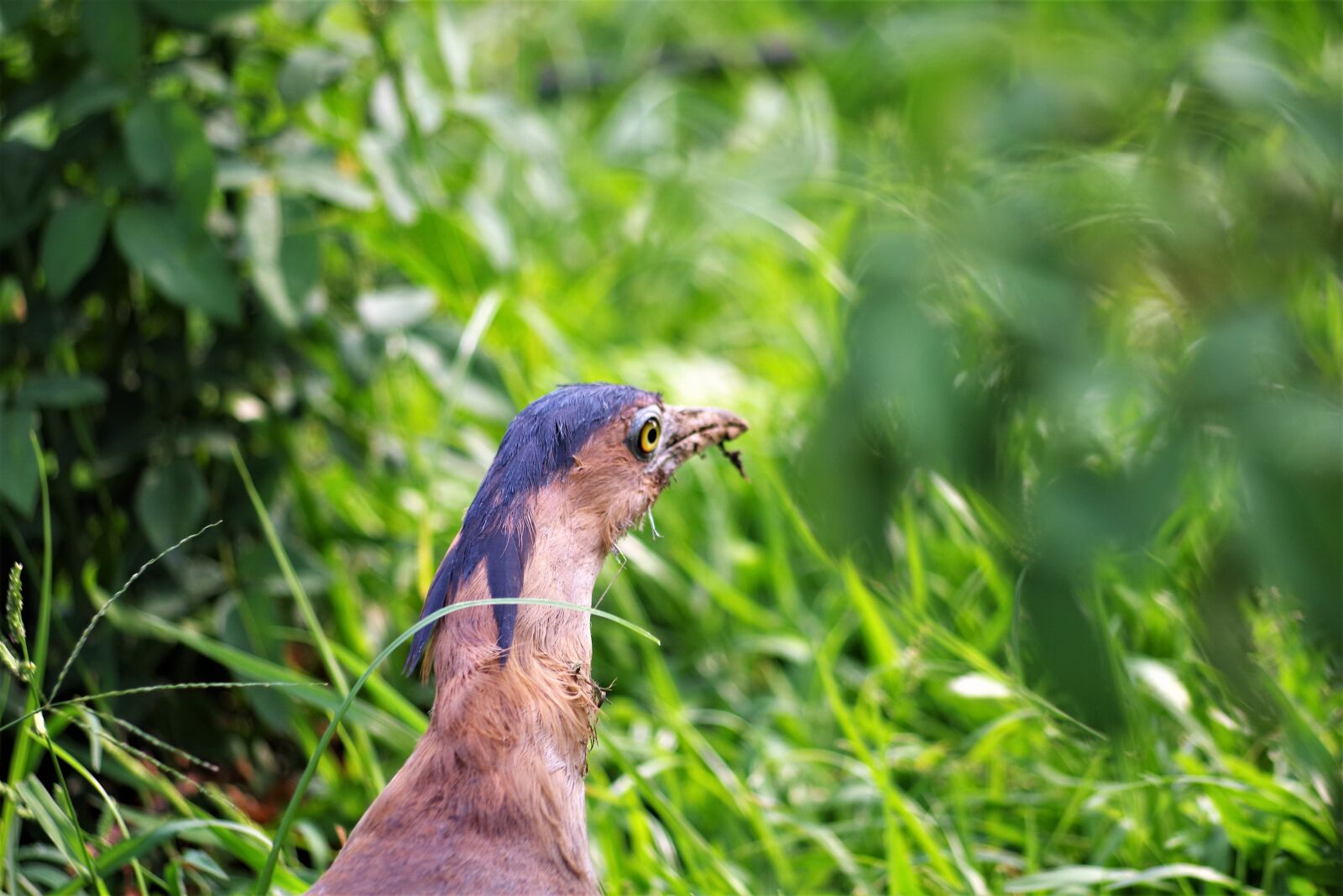 Pentax K-S2 sample photo. Pheasant bird, park, nature photography