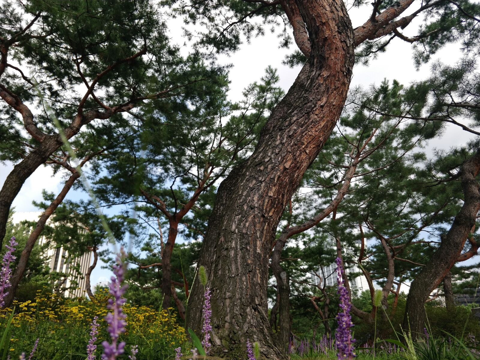 OnePlus 5 sample photo. Flowers, south korea, korea photography