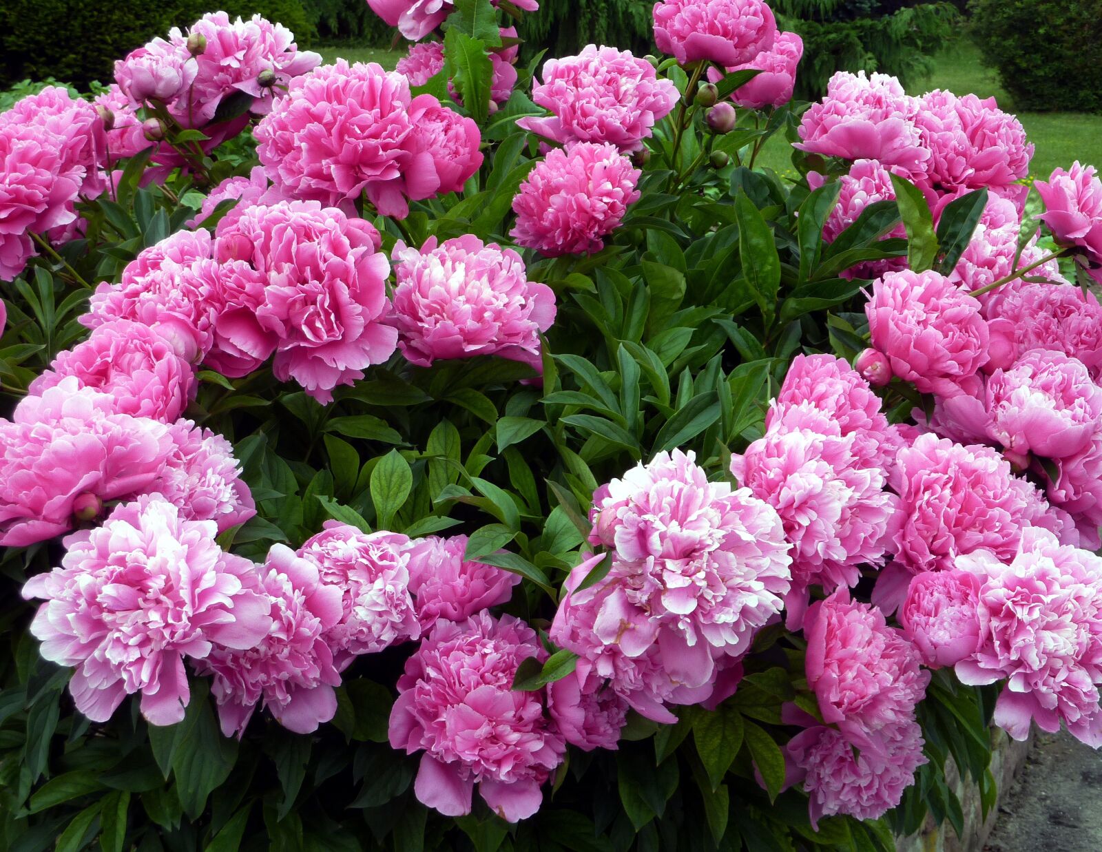Panasonic DMC-TZ7 sample photo. Flowers, peonies, garden photography