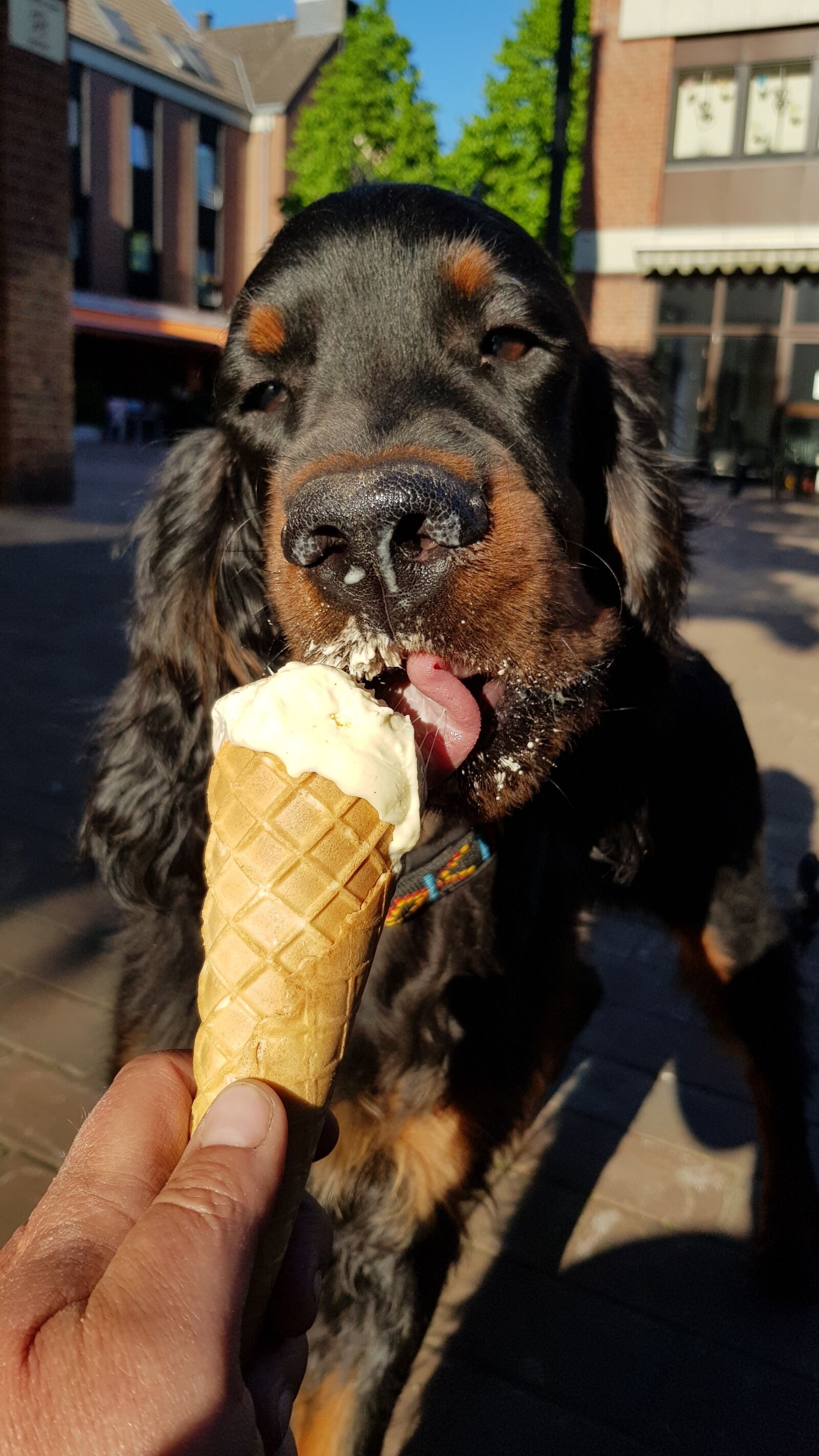 Samsung Galaxy S8+ sample photo. Dog, animal, setter photography
