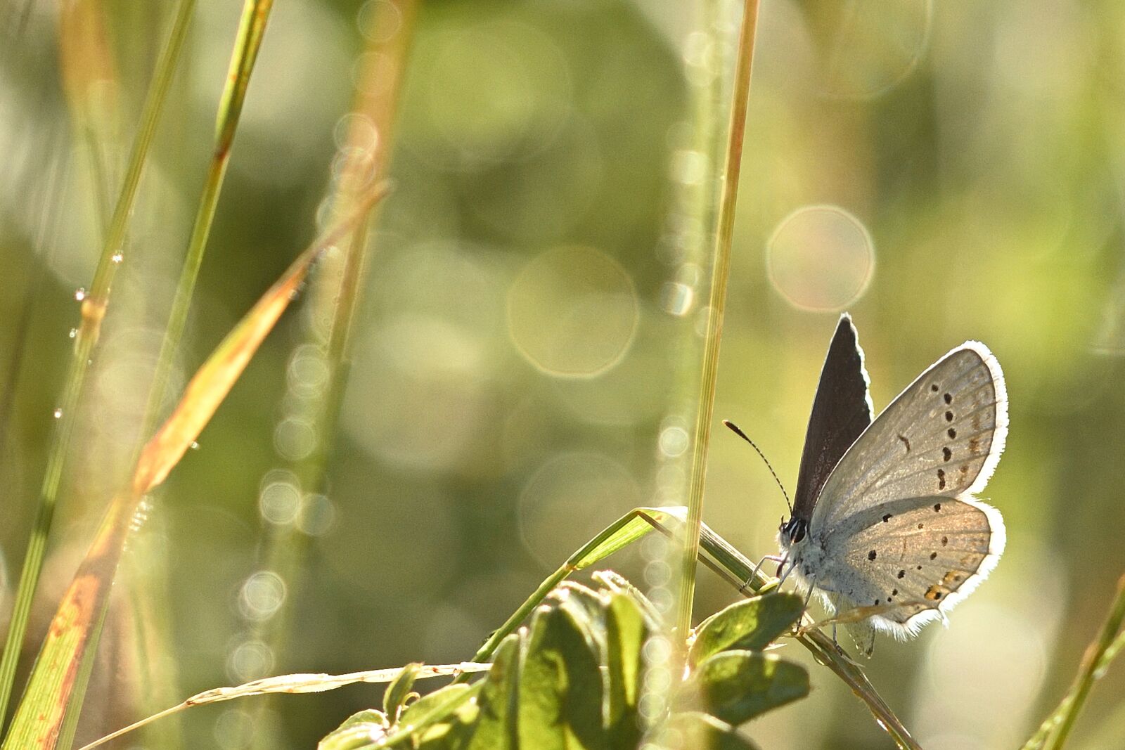 Nikon D5200 sample photo. Butterfly, hauhechel blue, butterfly photography